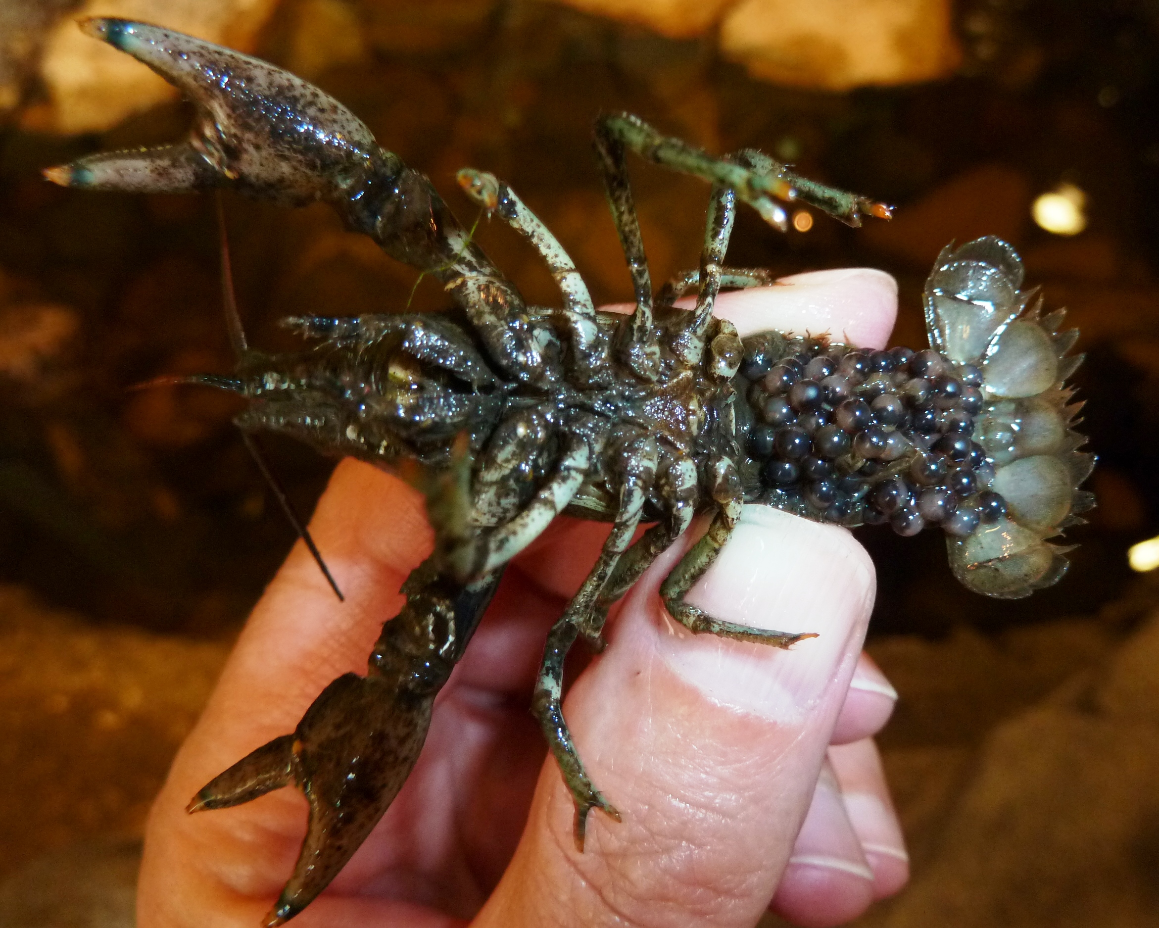 Good Natured in St. Charles Crayfish in berry is not a fruit