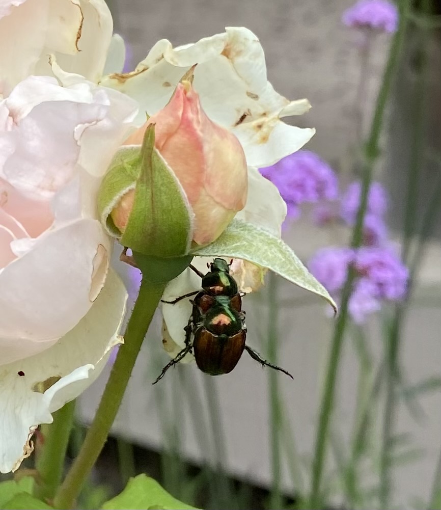 Japanese beetles: How Tennesseans can protect plants from rain-loving insect