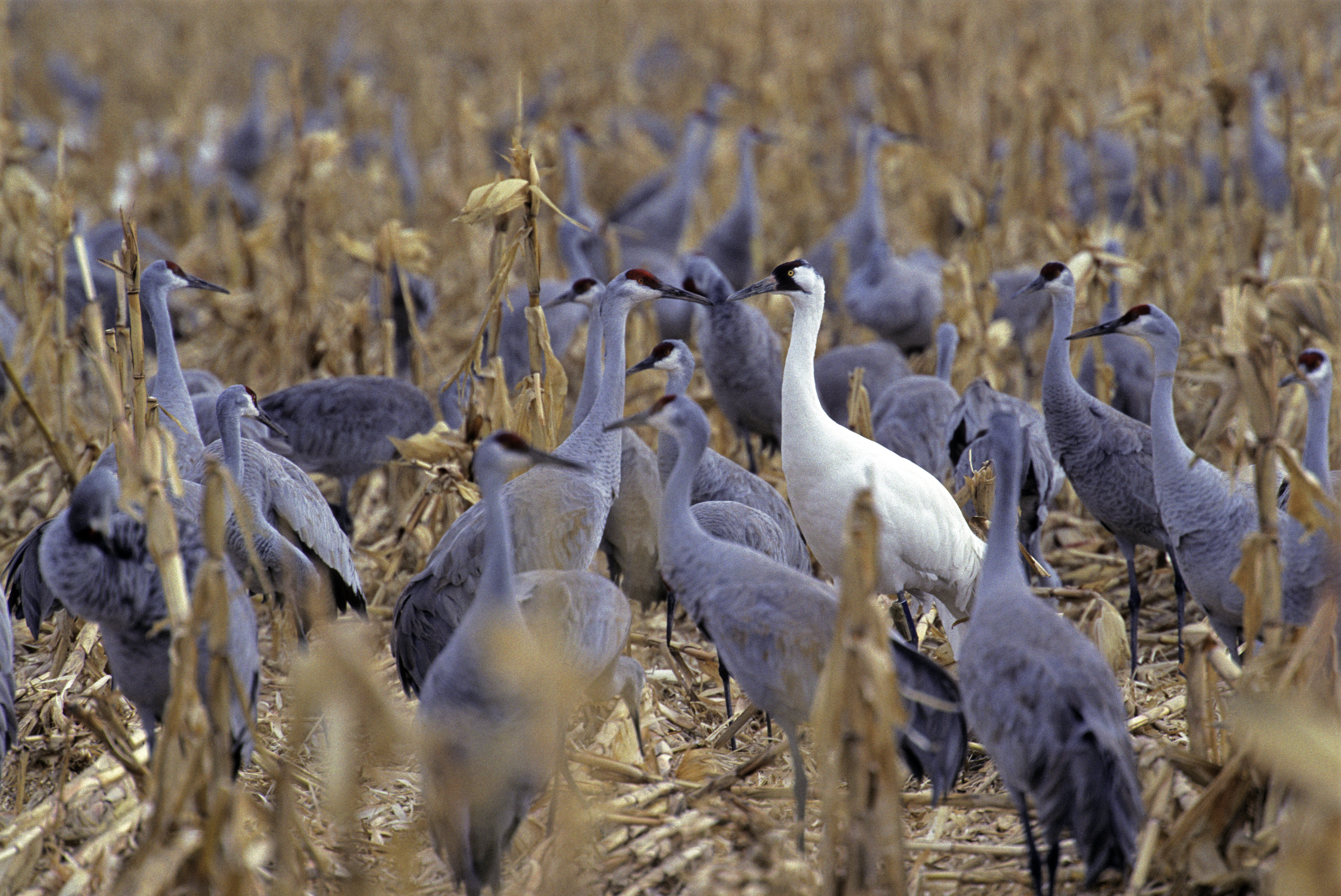 Creating Communities That Give a Whoop About Cranes in Indiana