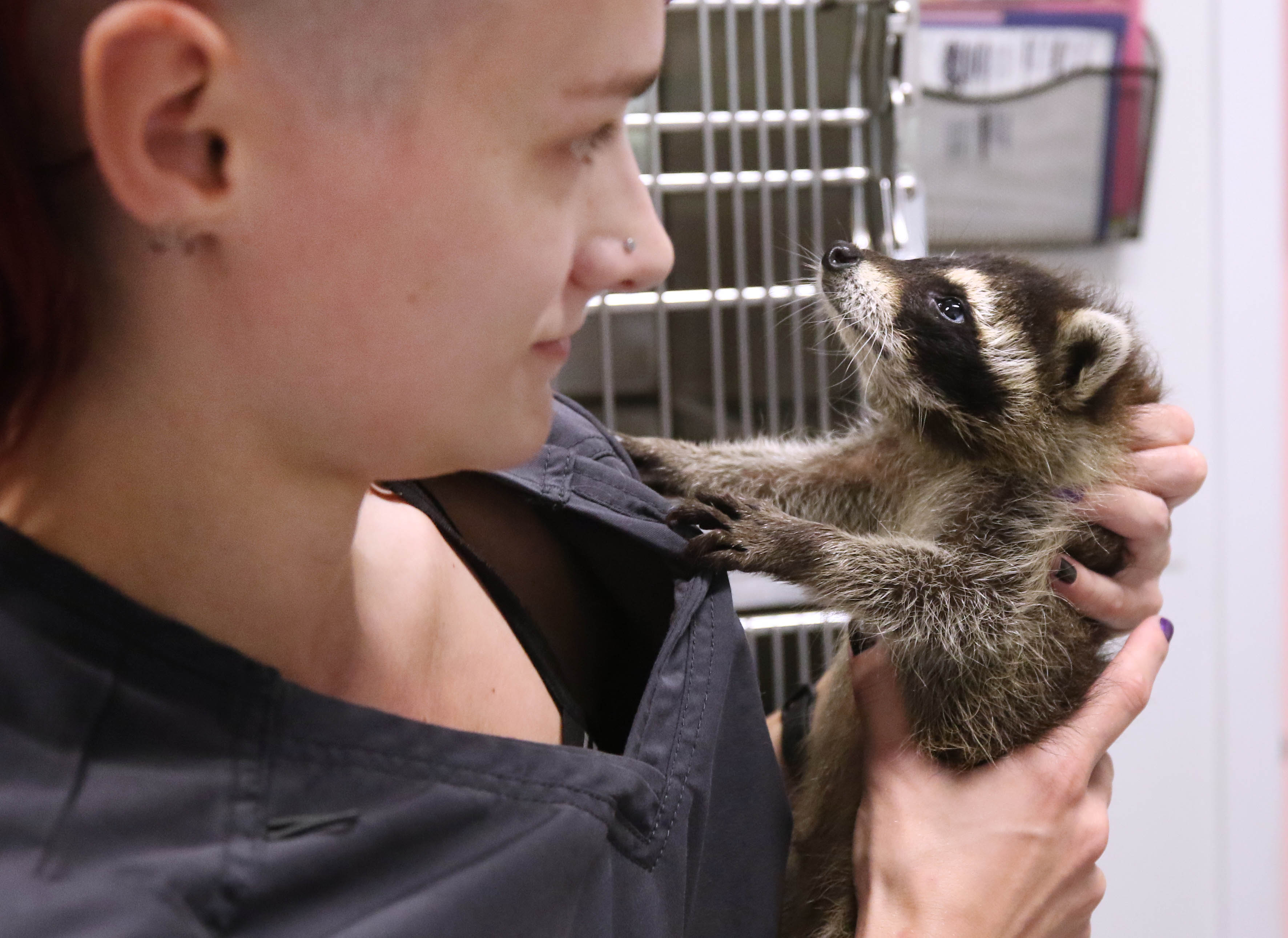 The Peculiar Life of a Professional Raccoon Groomer: A Story of ...