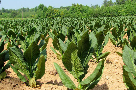 can you grow tobacco in illinois Growing tobacco in Illinois – Shaw Local