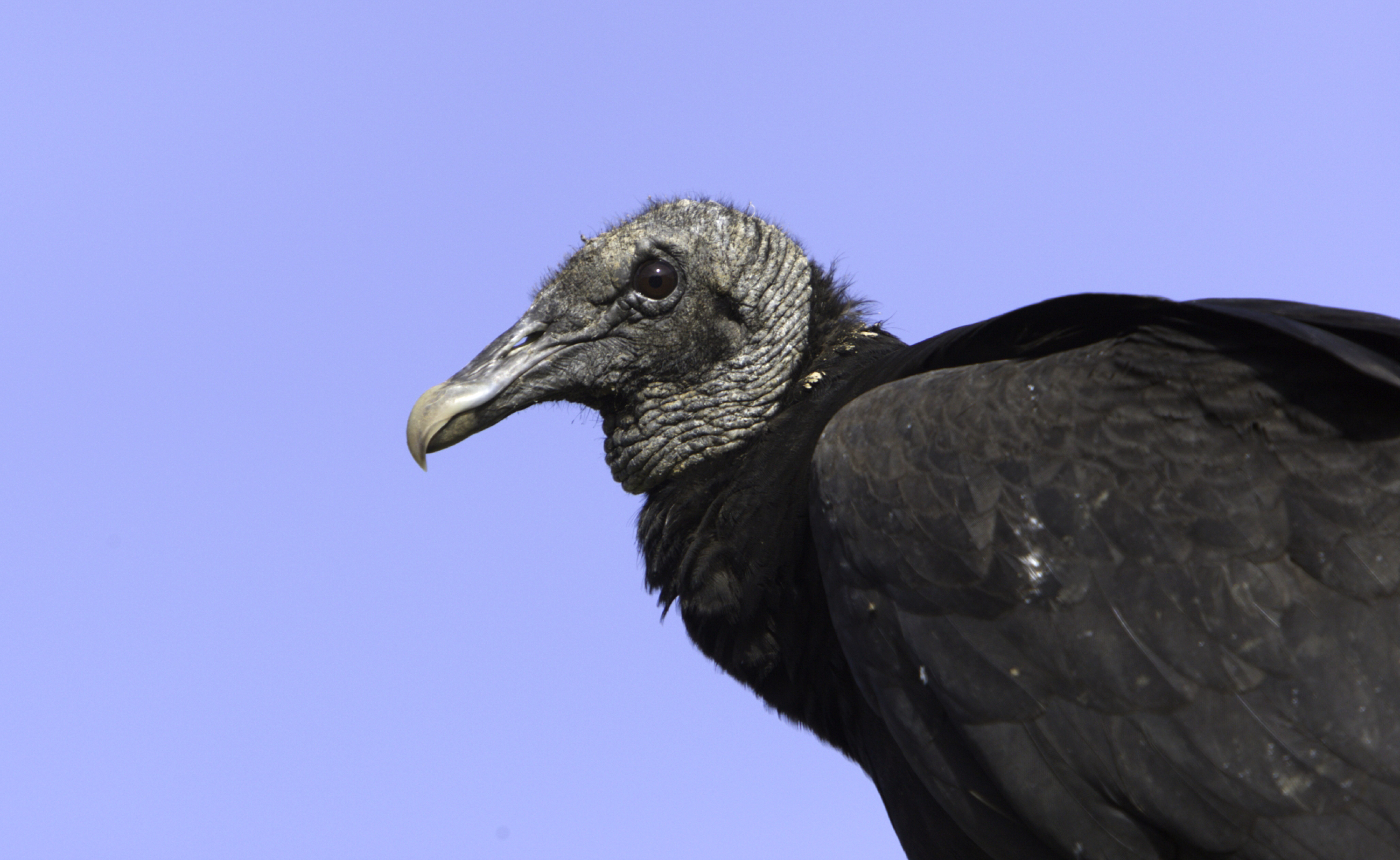 Black vulture depredation permits available for livestock farmers