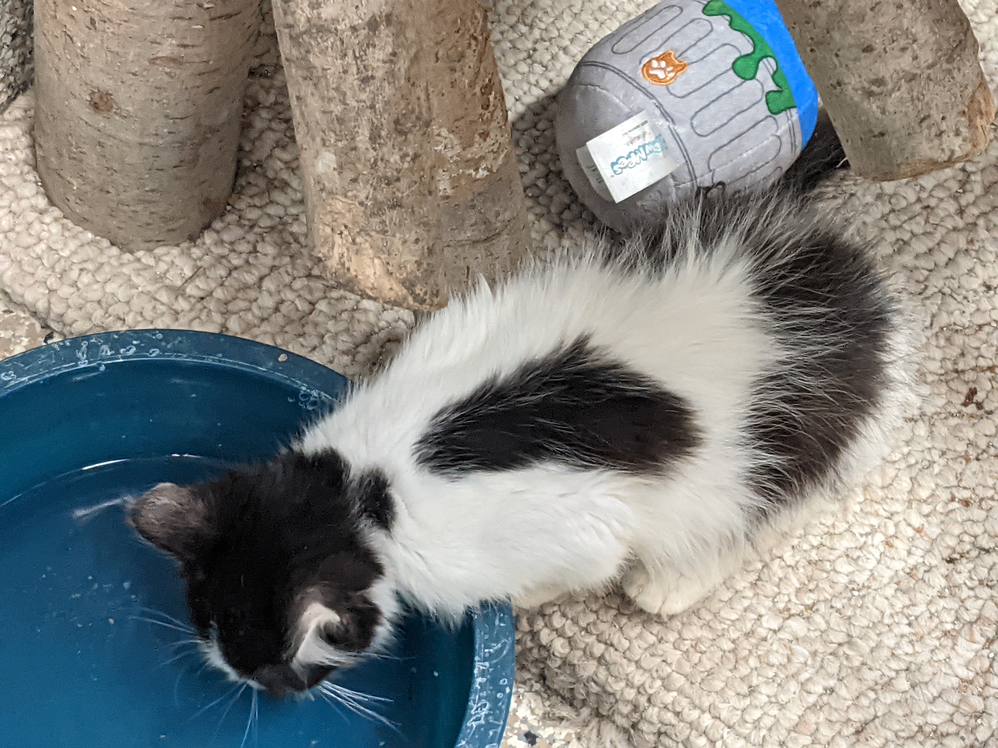 Does Cat Litter Melt Ice: Surprising Truths Revealed