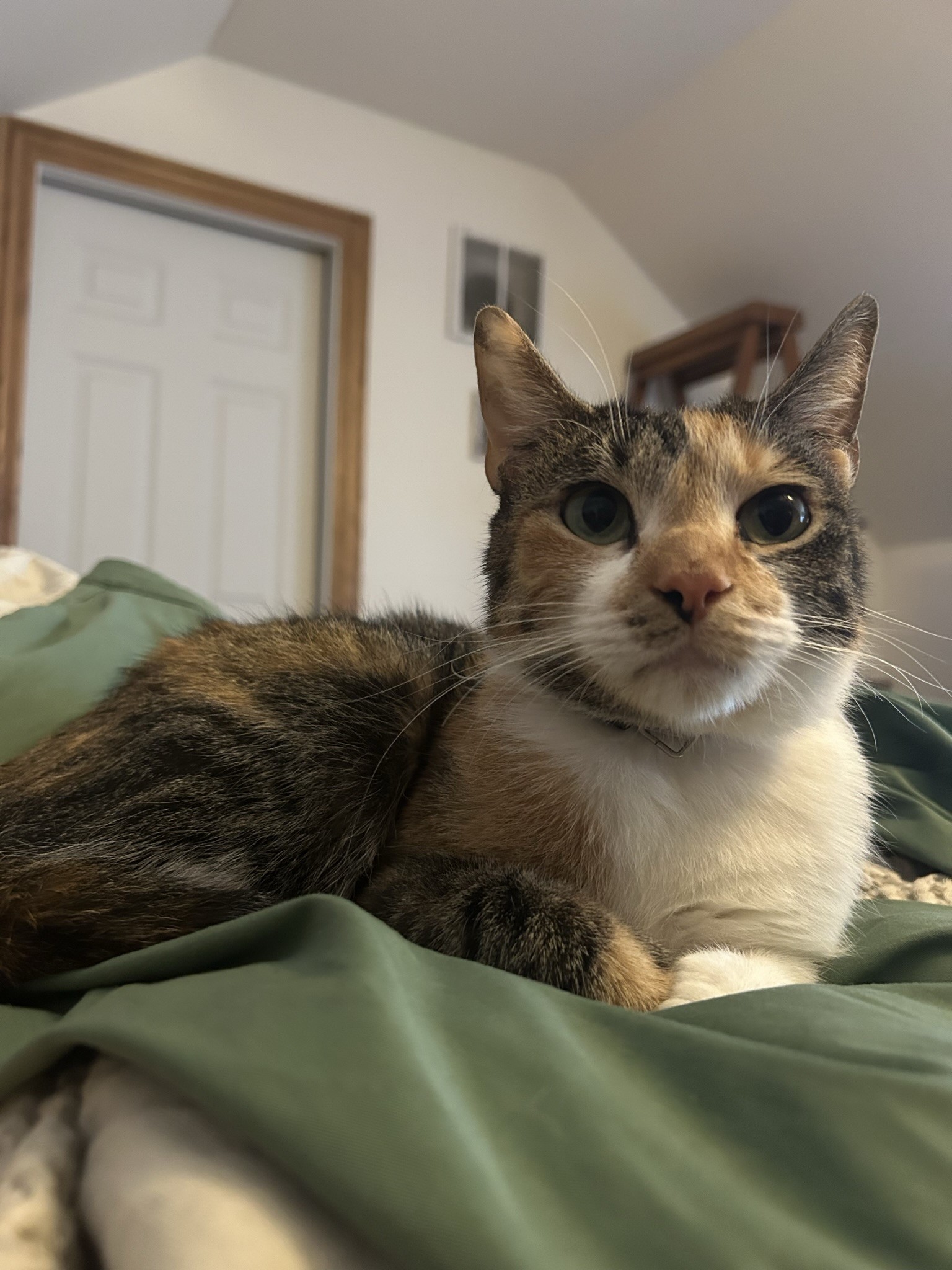 Split Colored Cat