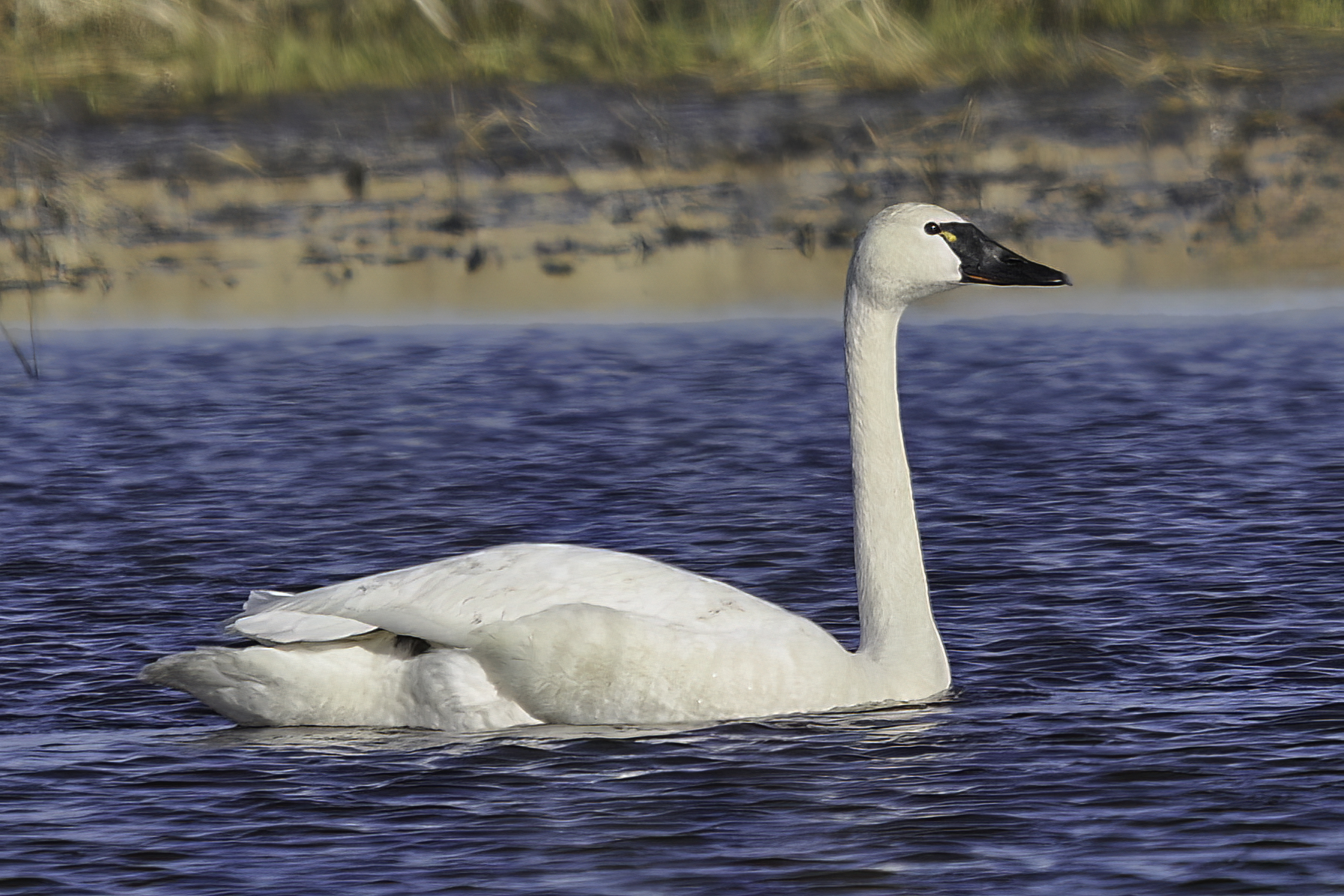 Wildlife lovers excited for resurgence of wild swans along