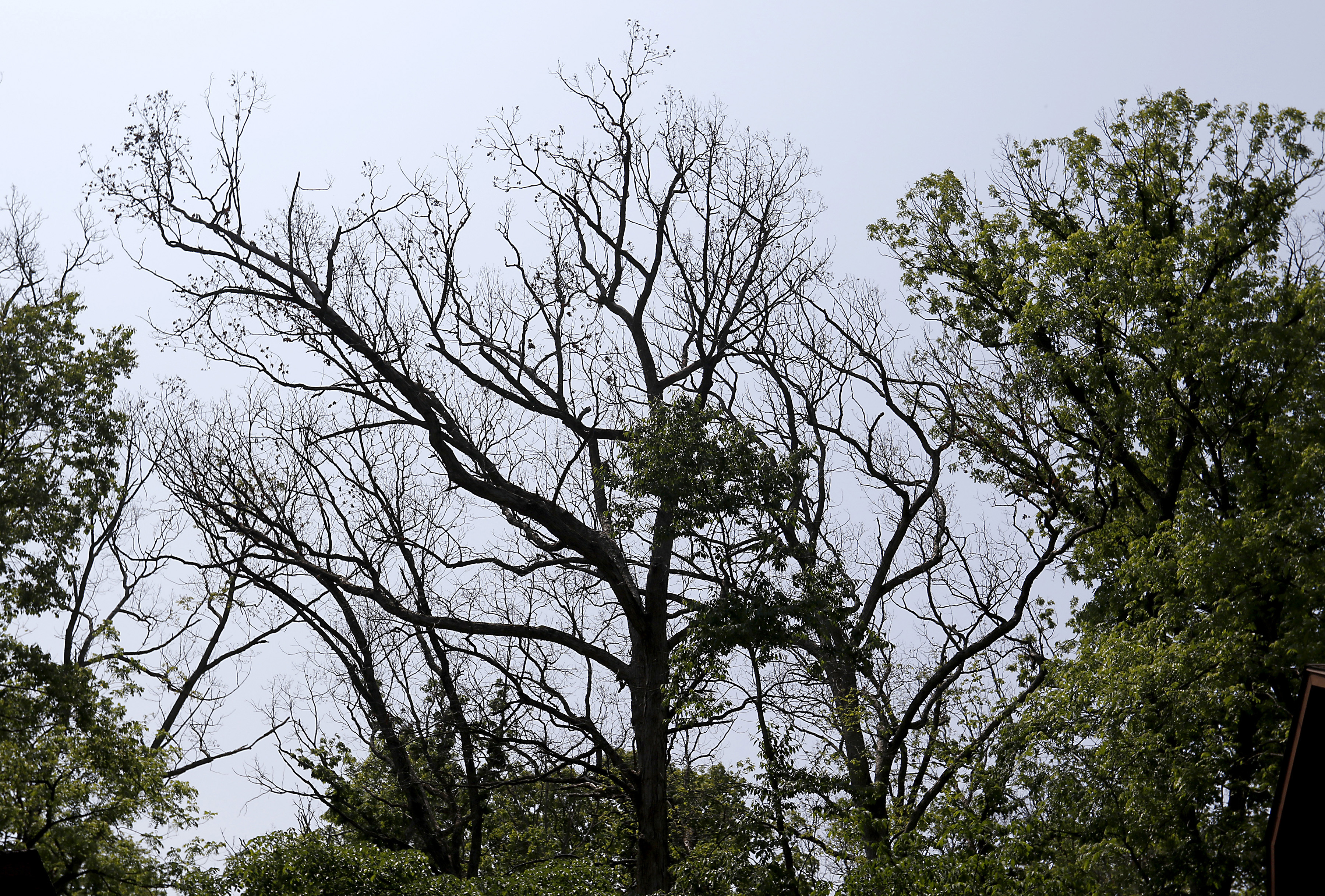 Spongy Moth Spraying to Begin June 22 - Village of North Aurora