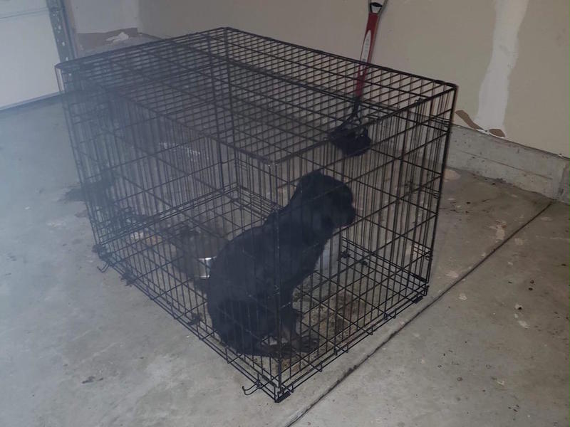 bosleys dog crate