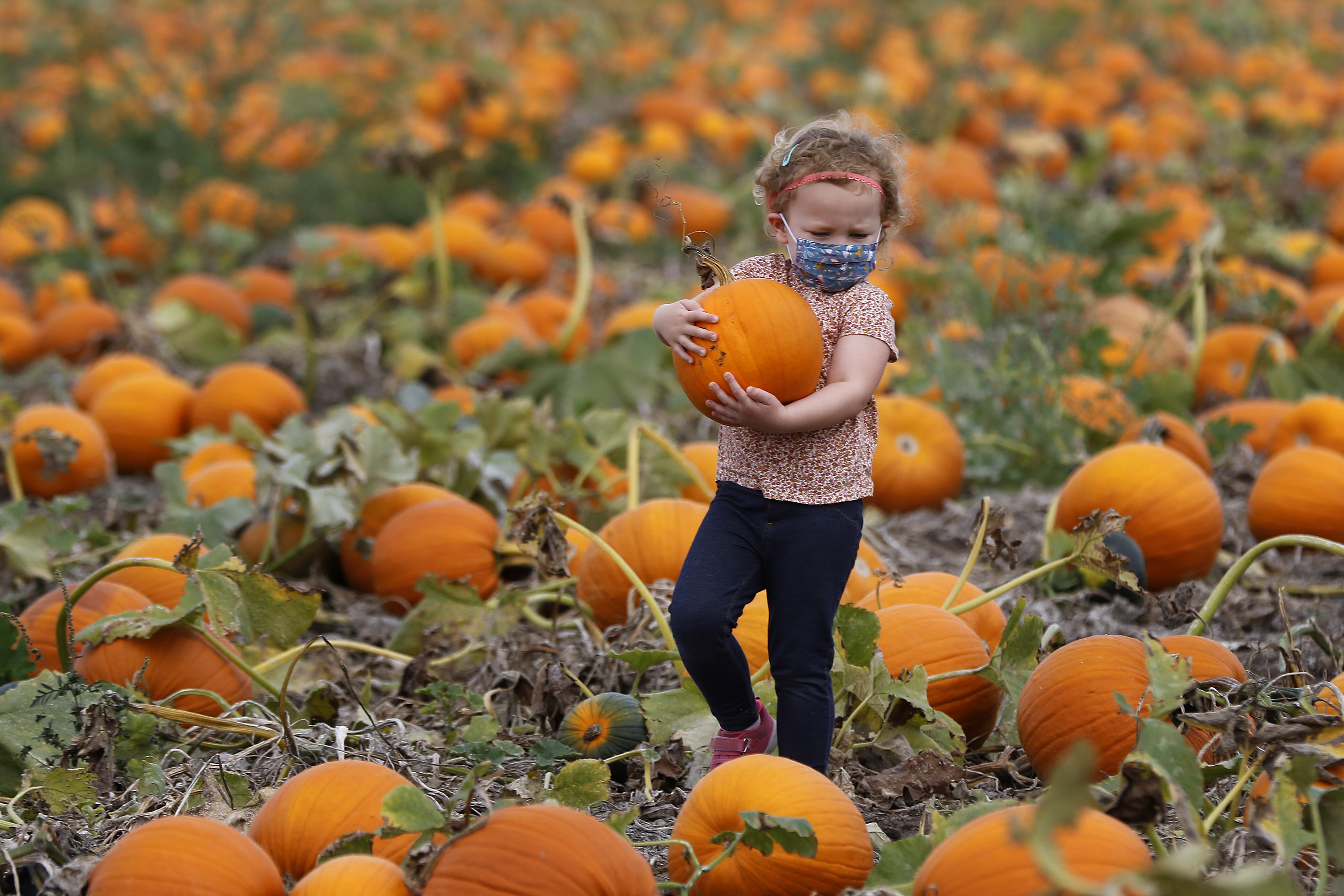 shreves pumpkin patch fairfield il