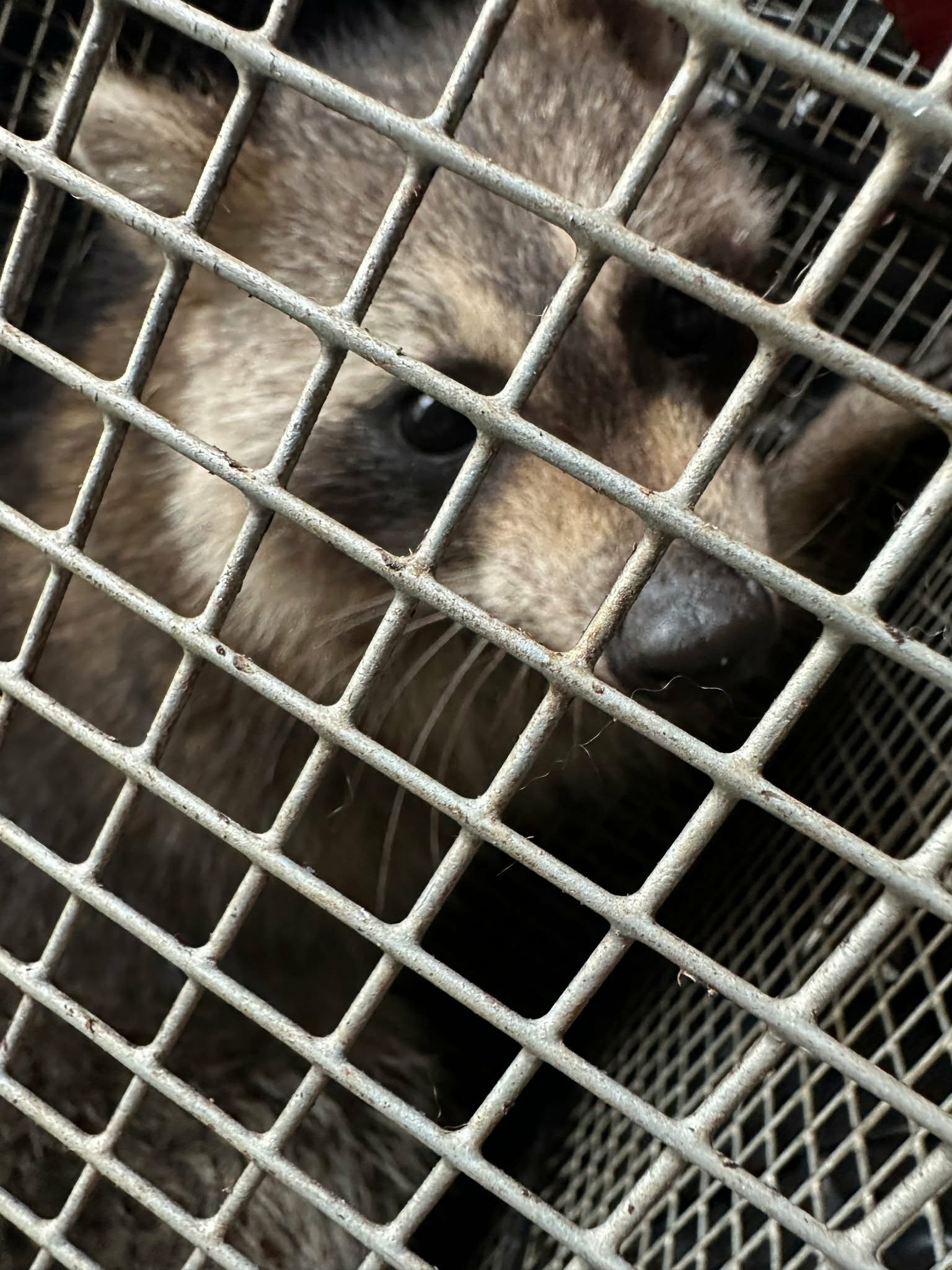 Raccoons invade Joliet woman's home, Naperville wildlife service