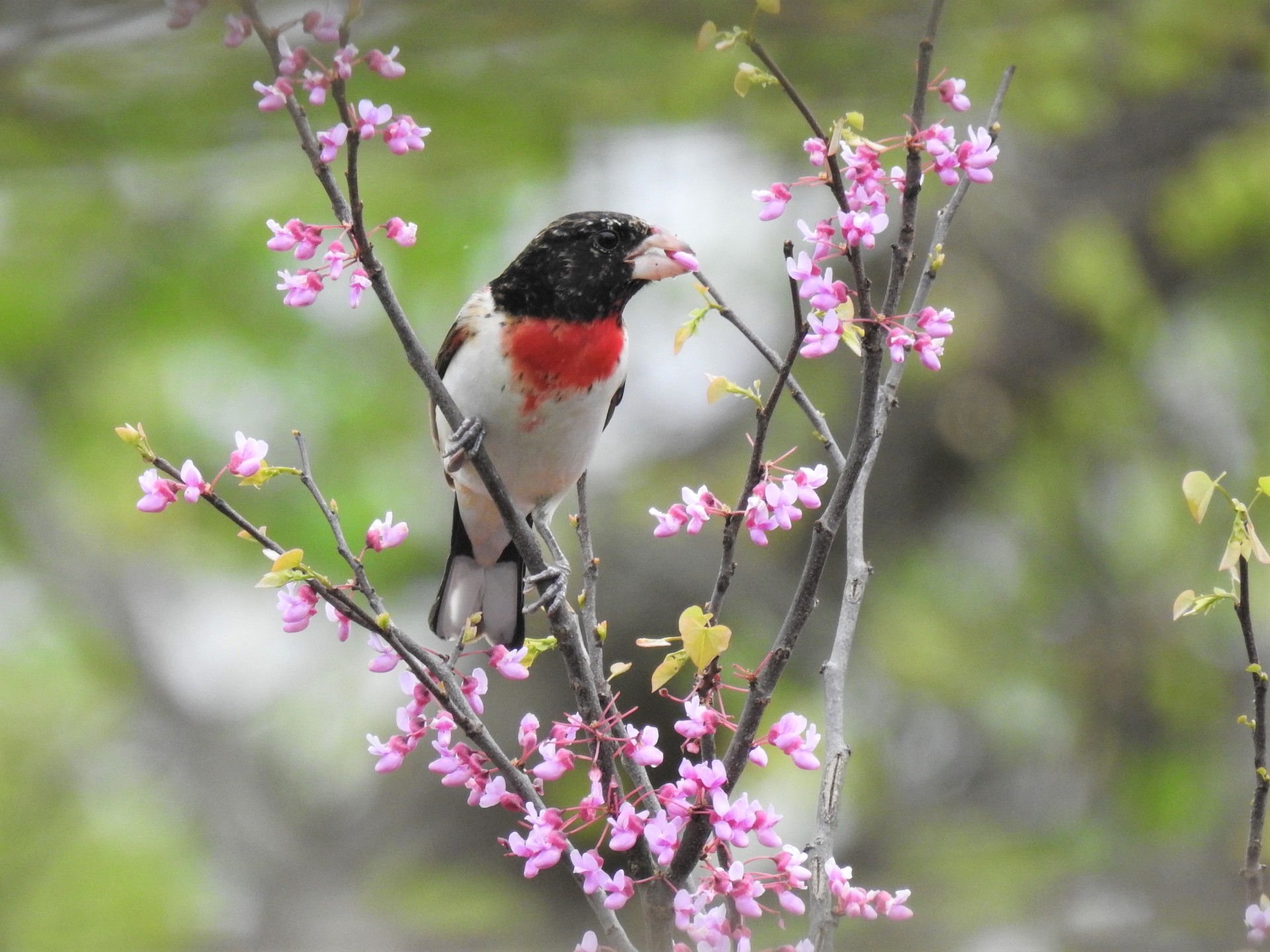 Celebrate mom and have coffee while bird watching at Will County