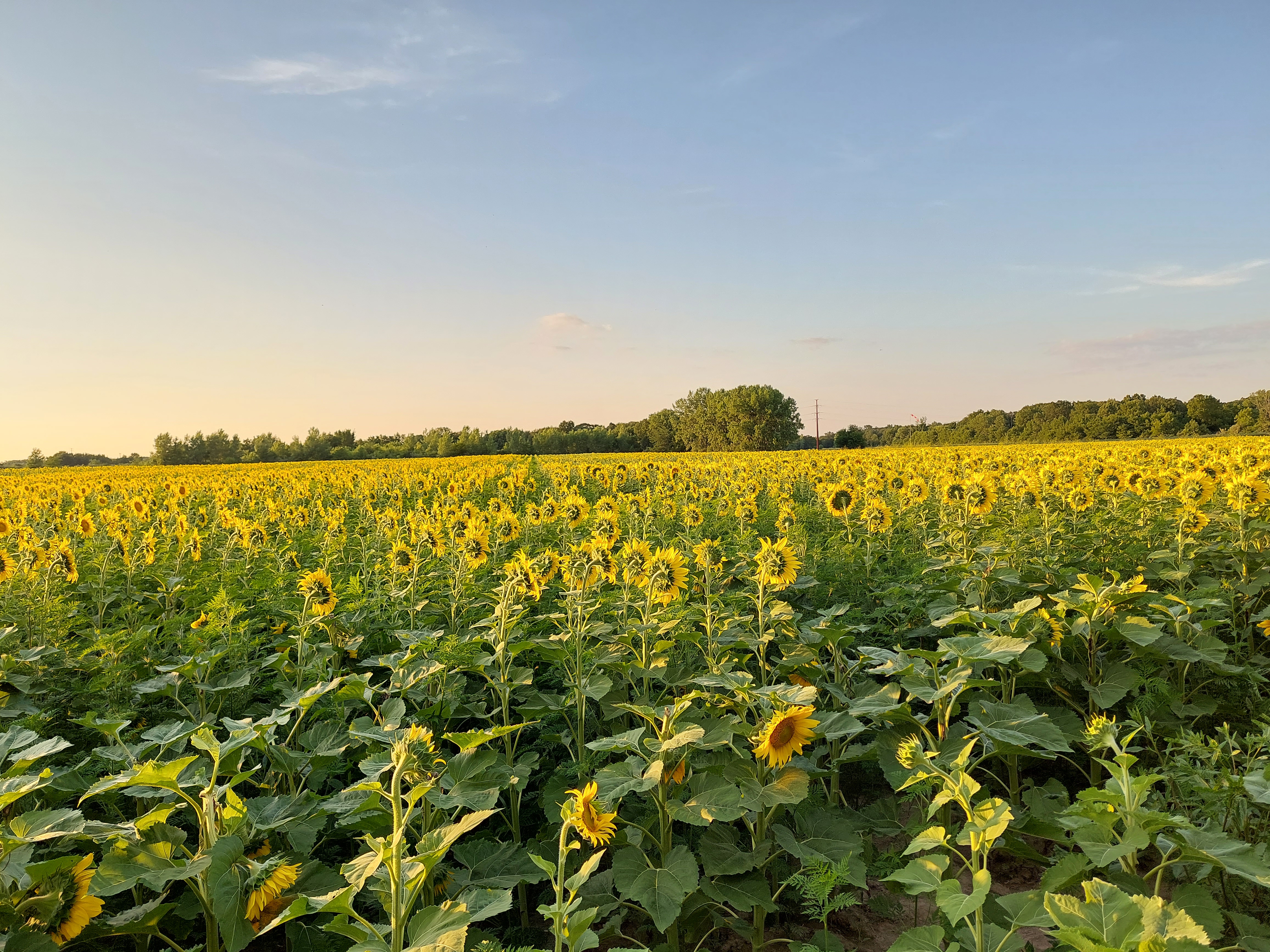 Jubilee State Park announce sunflowers blooming, ready for picture-perfect  moments