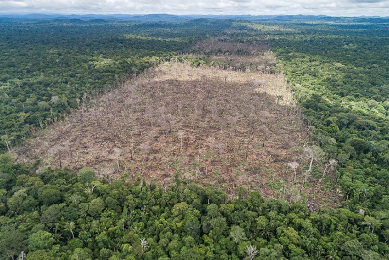 Deforestation drove massive Amazon rainforest fires of 2019 – AgriNews