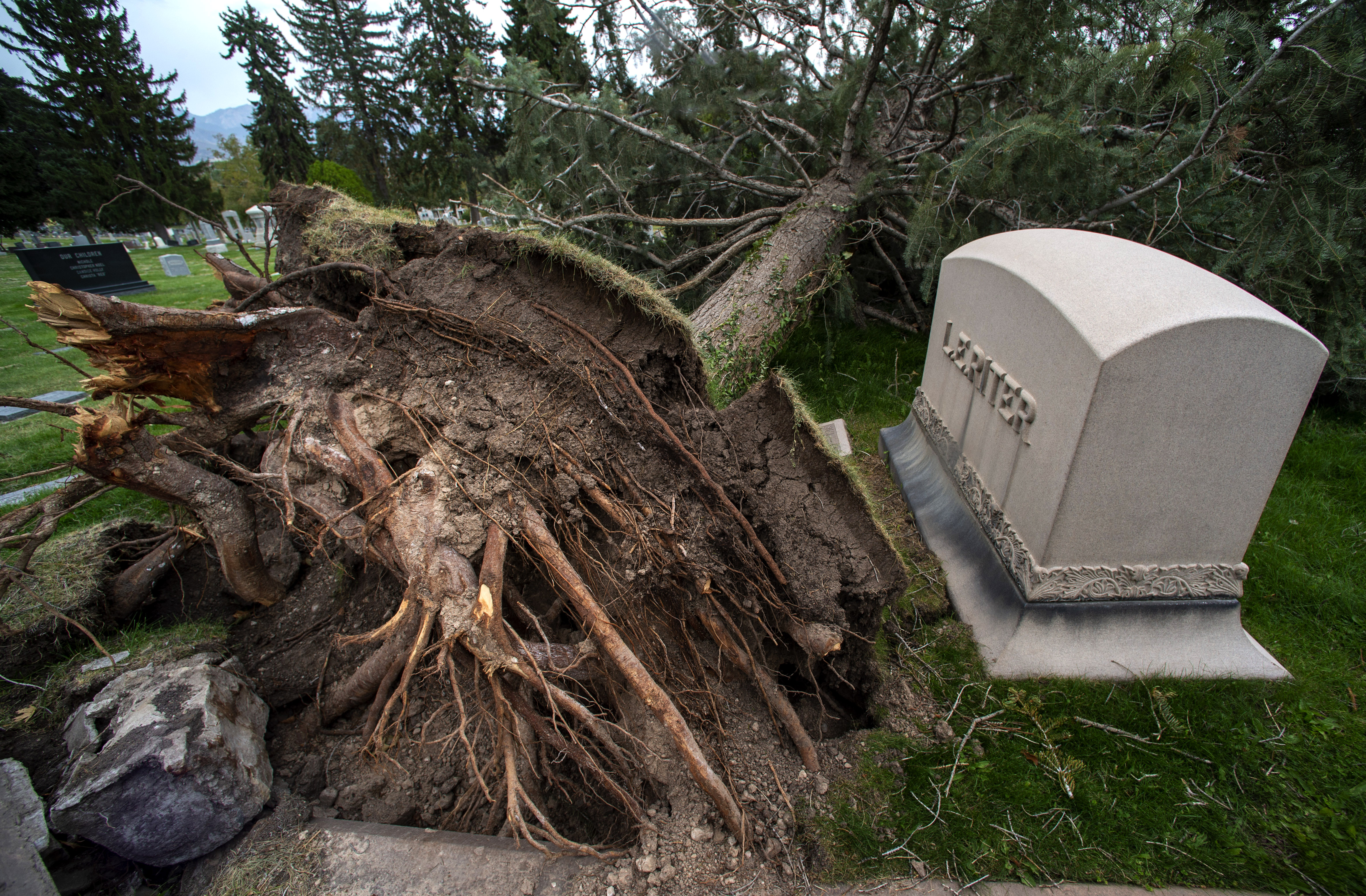 Graveyard Tree