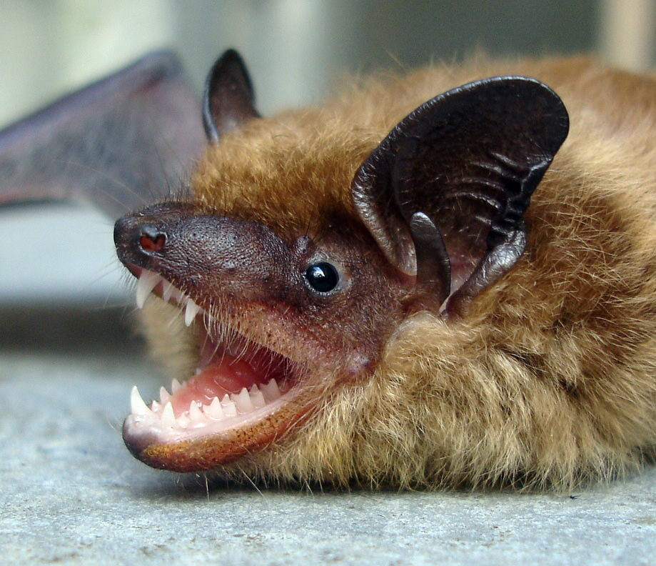 Rabid Bat Bite