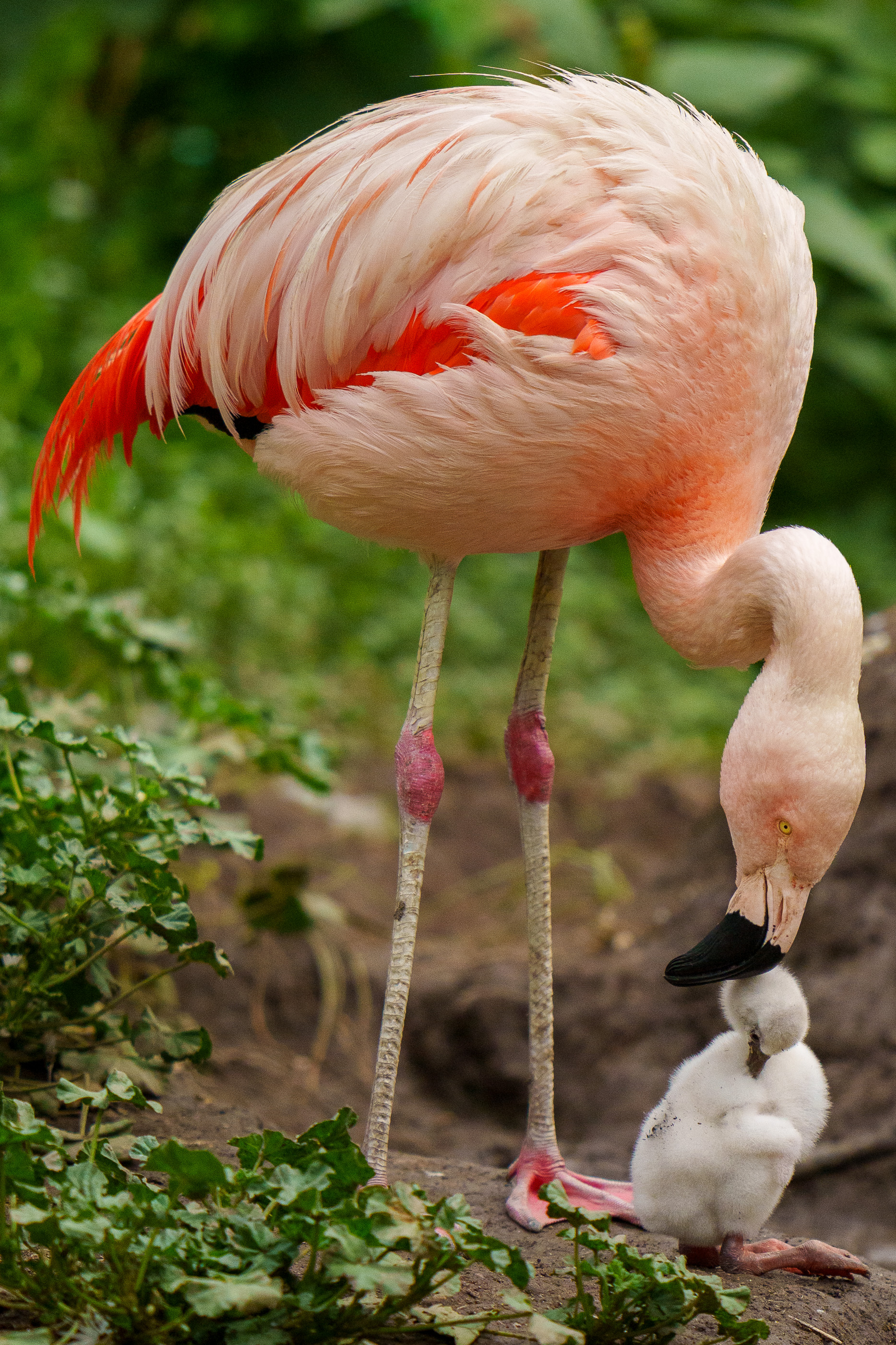 baby greater flamingo