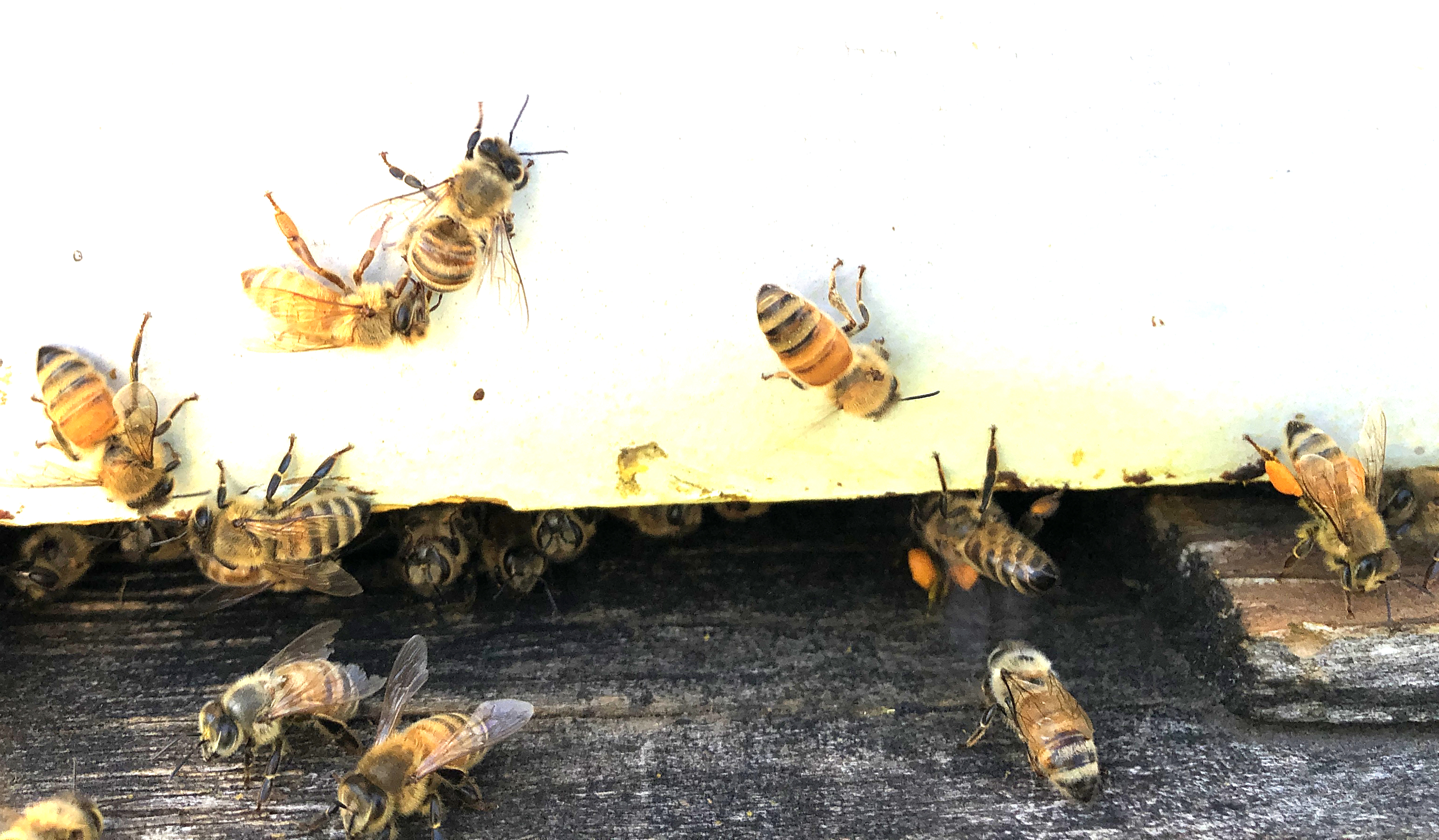24/7 Customer Service Honey Bee (NPS National Capital Region Bees and  Wasps) · iNaturalist, honey bees 