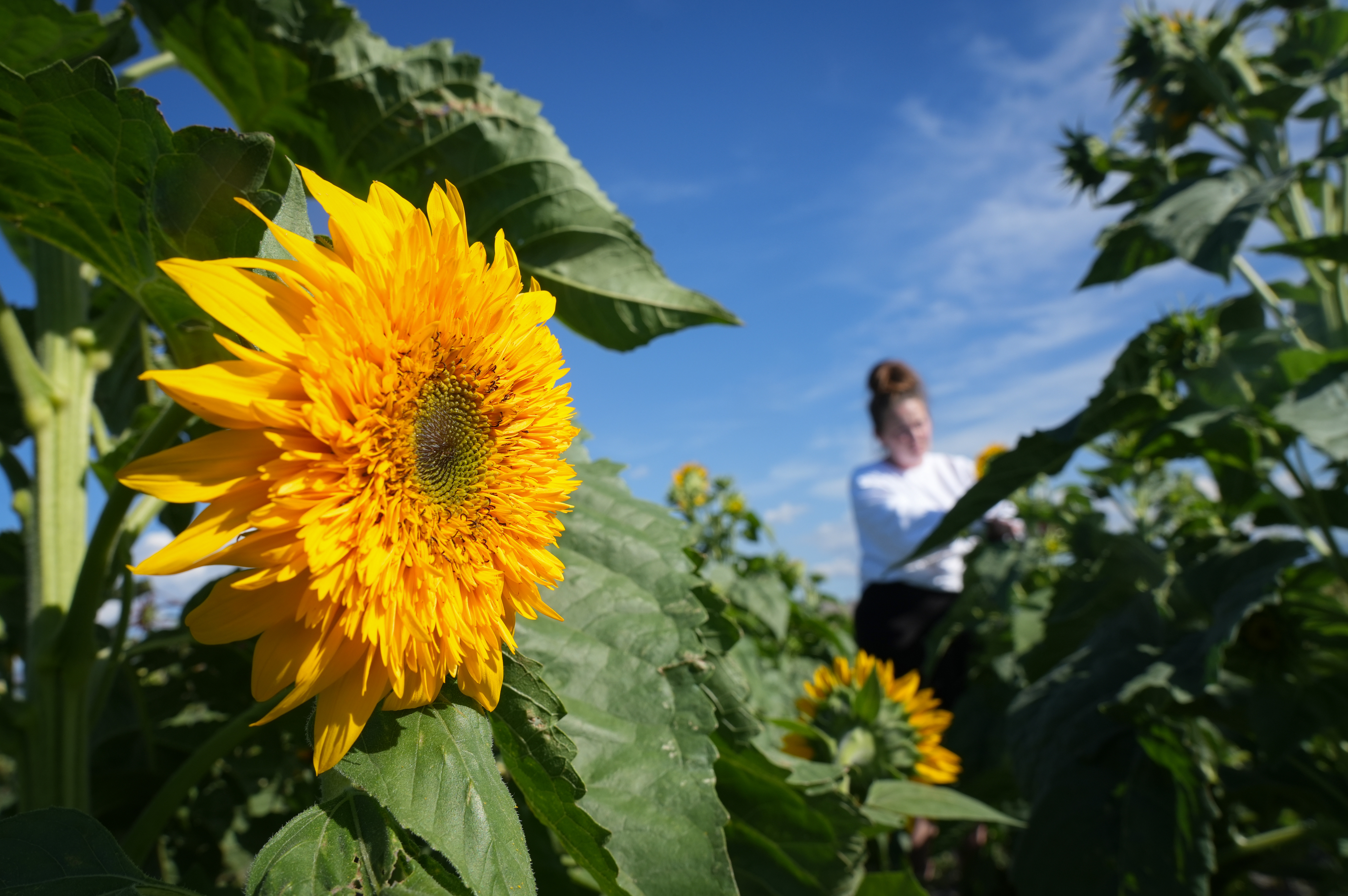 Cross E Ranch sunflowers: How to experience the fall festival near SLC