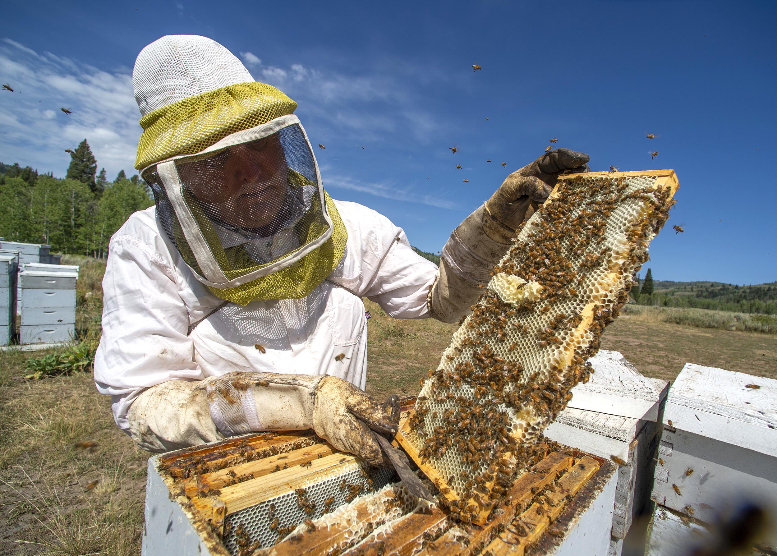 Salt Lake wants to keep Bees in place as city seeks major