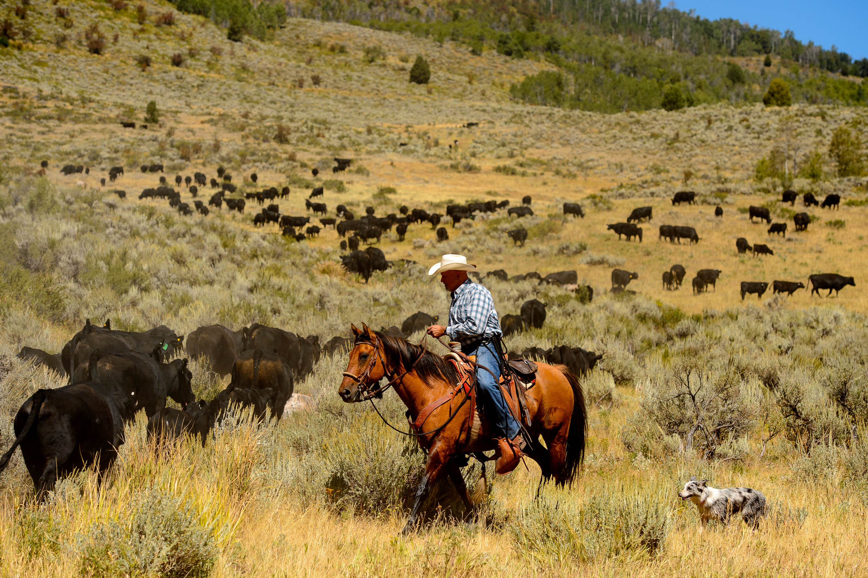 Utah cattle inspectors got guns they didn't need and ATVs they didn't use,  audit shows