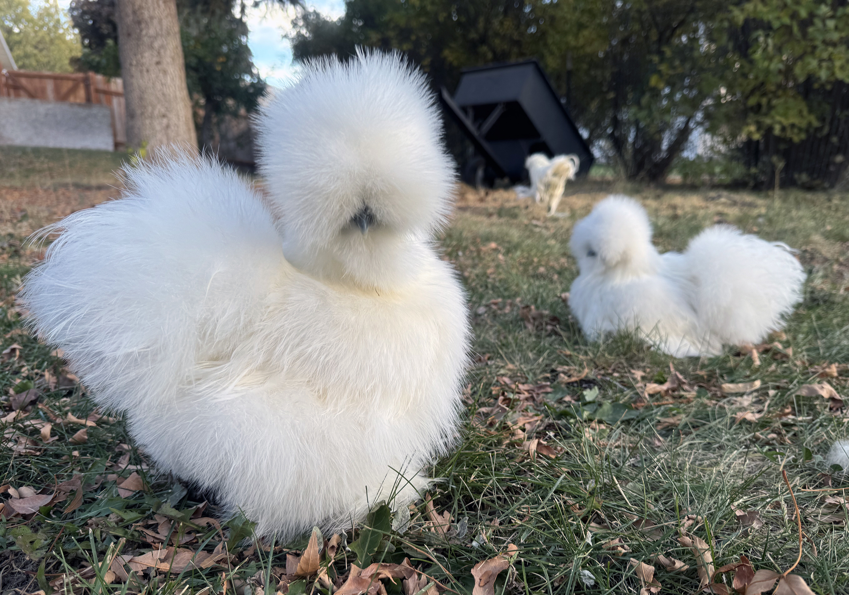Silkie chickens from Utah are finalists in Purina contest, image size:2852x2000