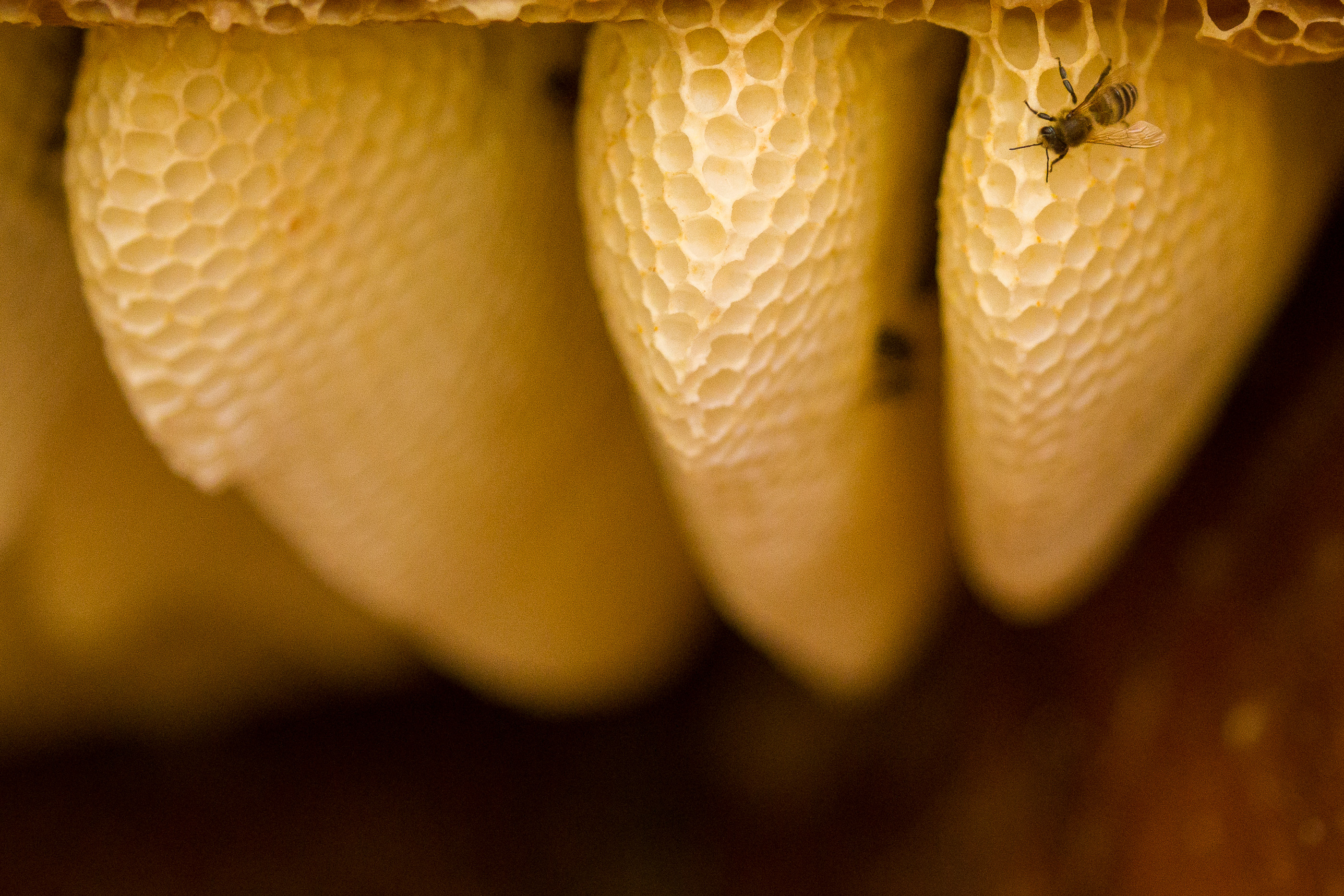 Utah's native bees are in trouble and fall is a great time to help them