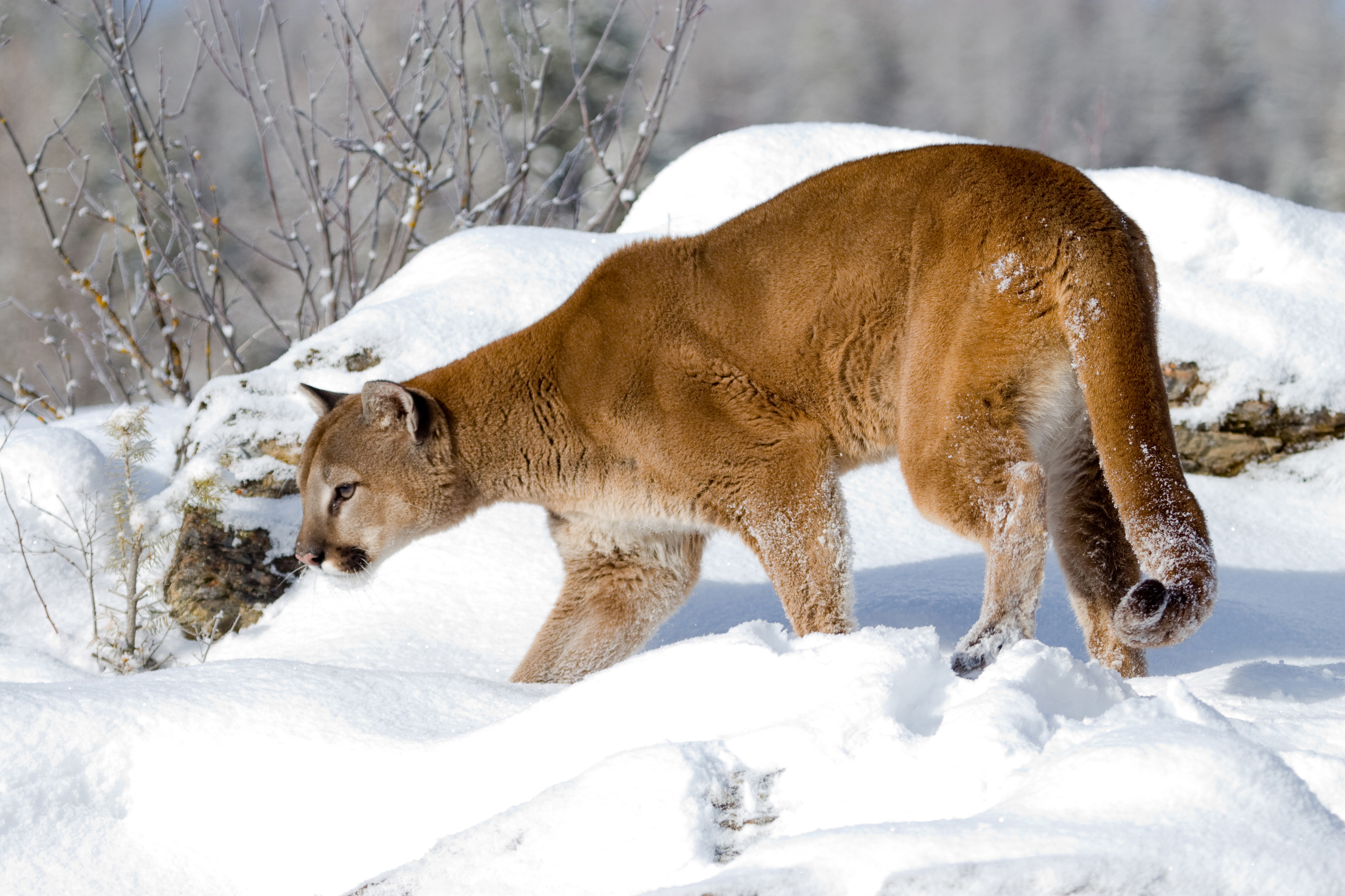 DWR shuts down antler gathering to protect Utah's big game