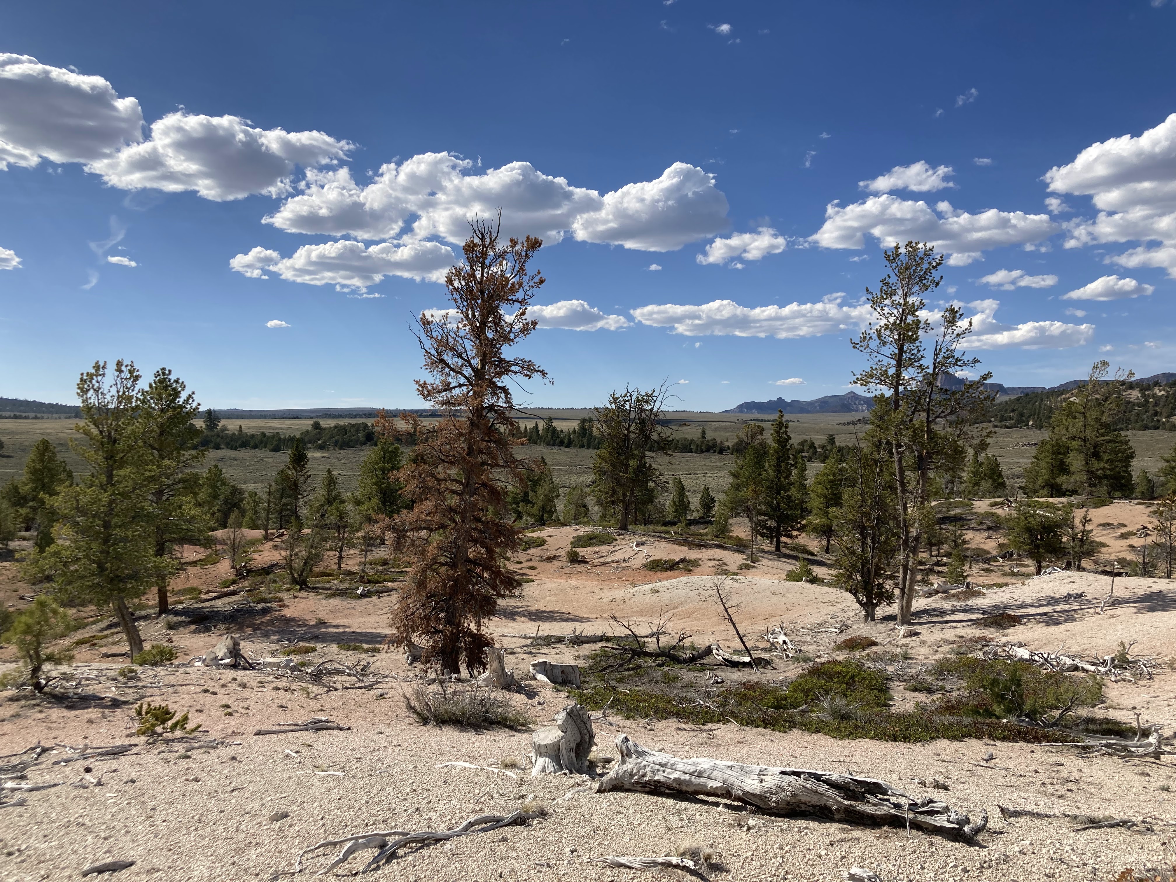 Among the pines in Pine Valley, CA