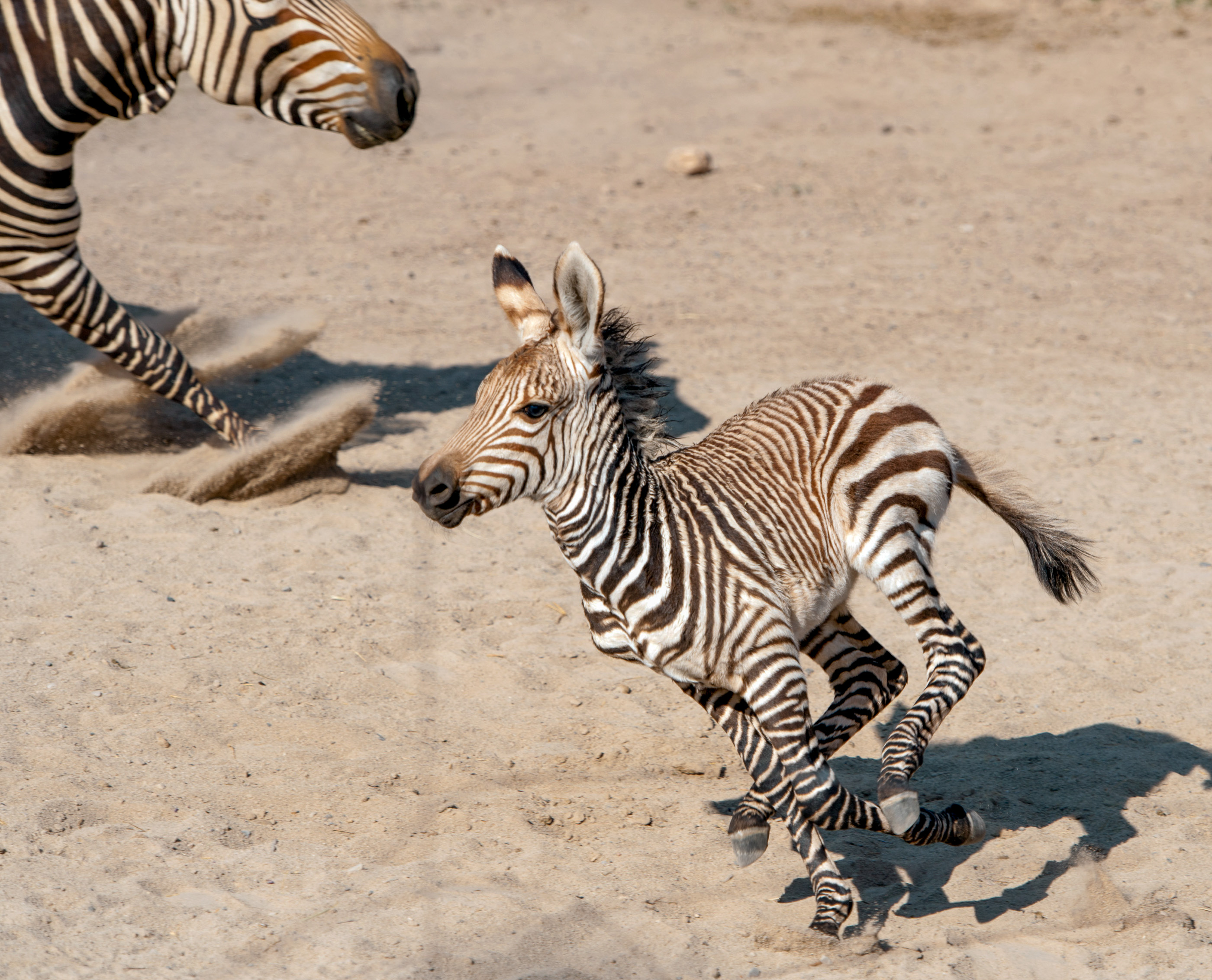 punt Labe Agressief New baby zebra at Utah's Hogle Zoo goes for a sprint