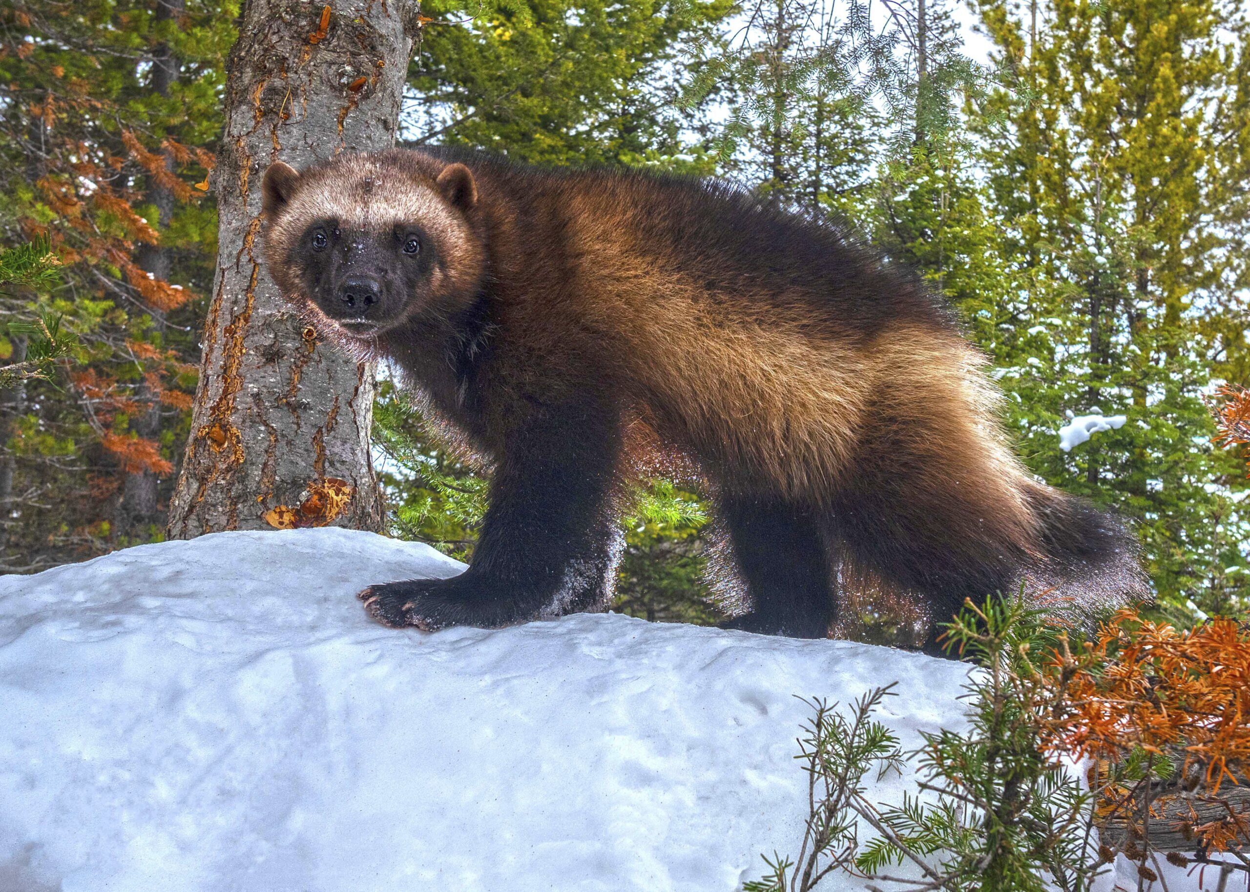 Winter/Spring 2023 Archives - American Forests