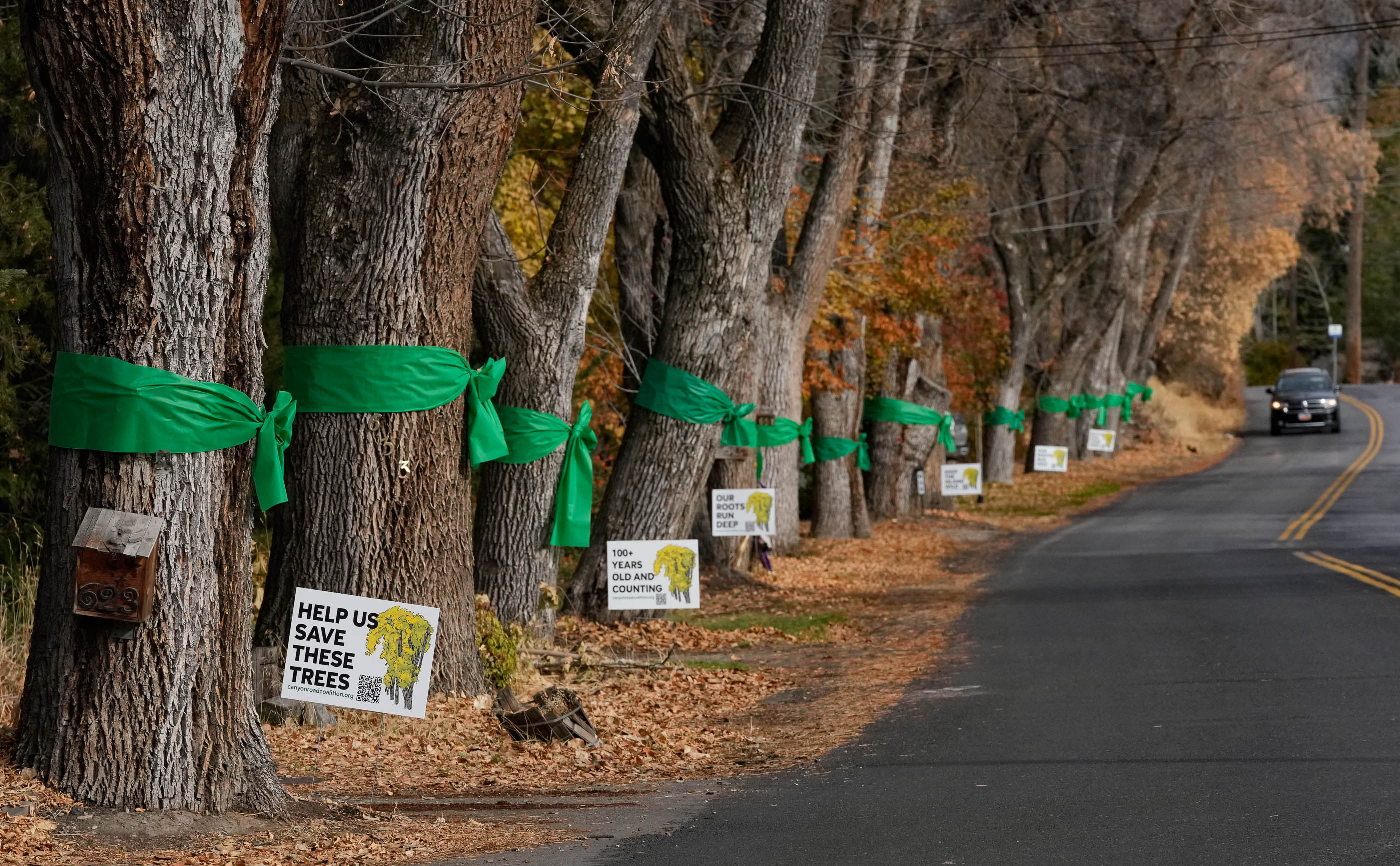 It's over: Century-old trees to be chopped down for Logan