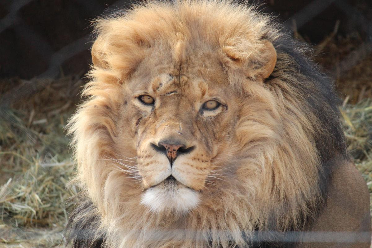 See which Super Bowl team a lion at Hogle Zoo — and an armadillo at Living  Planet — picked to win