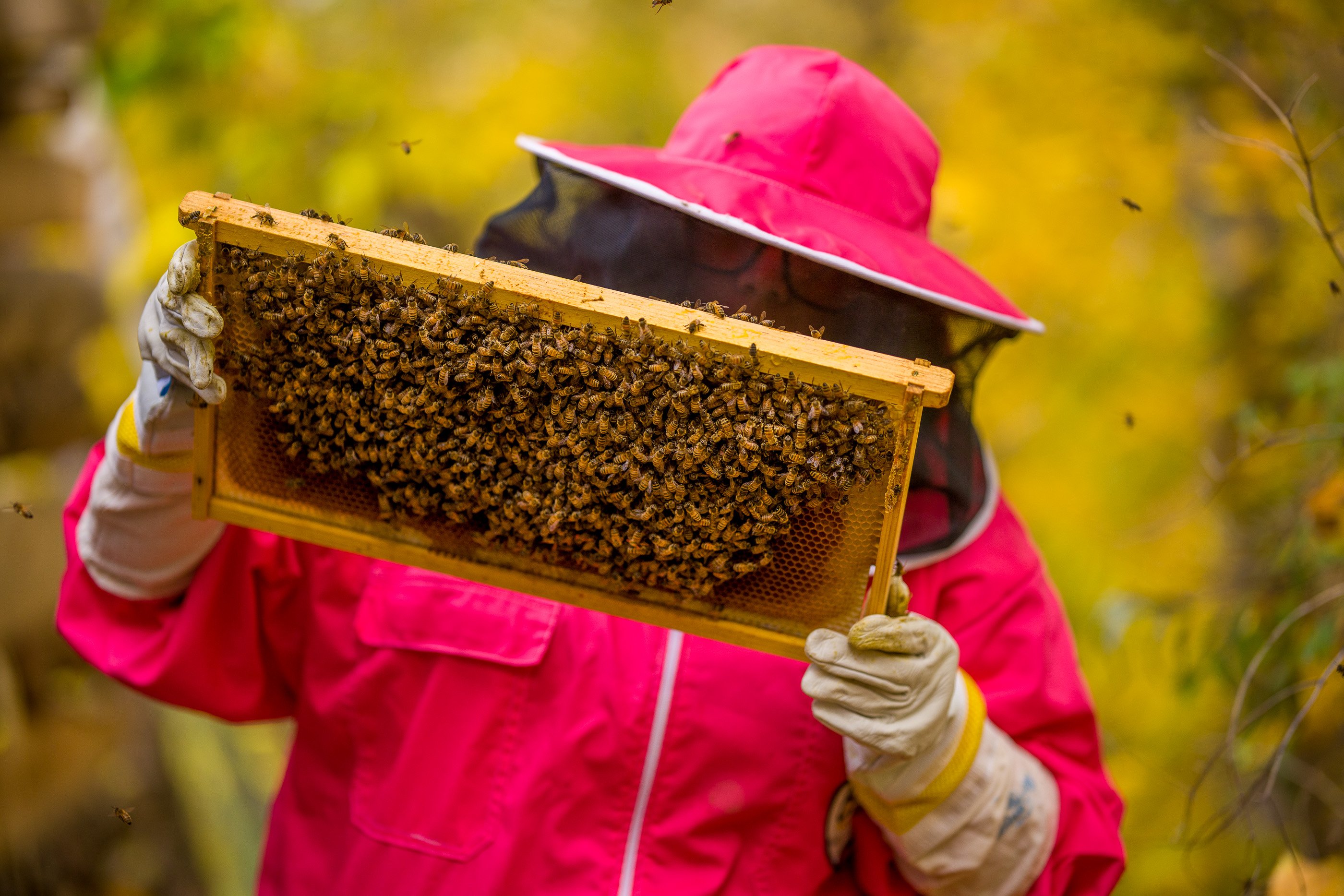 10 Tips for New Beekeepers