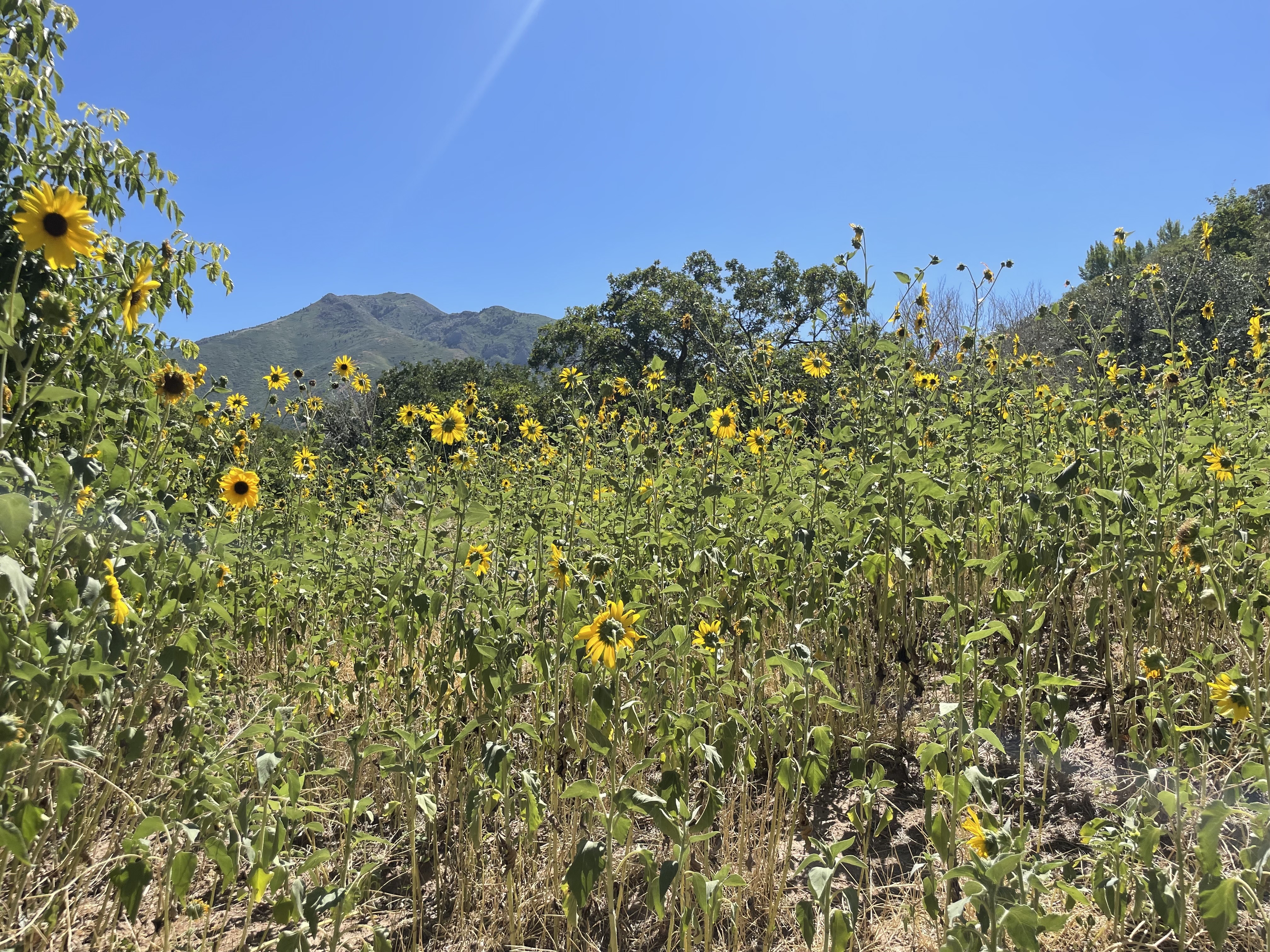Environmentalists weigh in on 'flower bombing,' and how to do it wisely