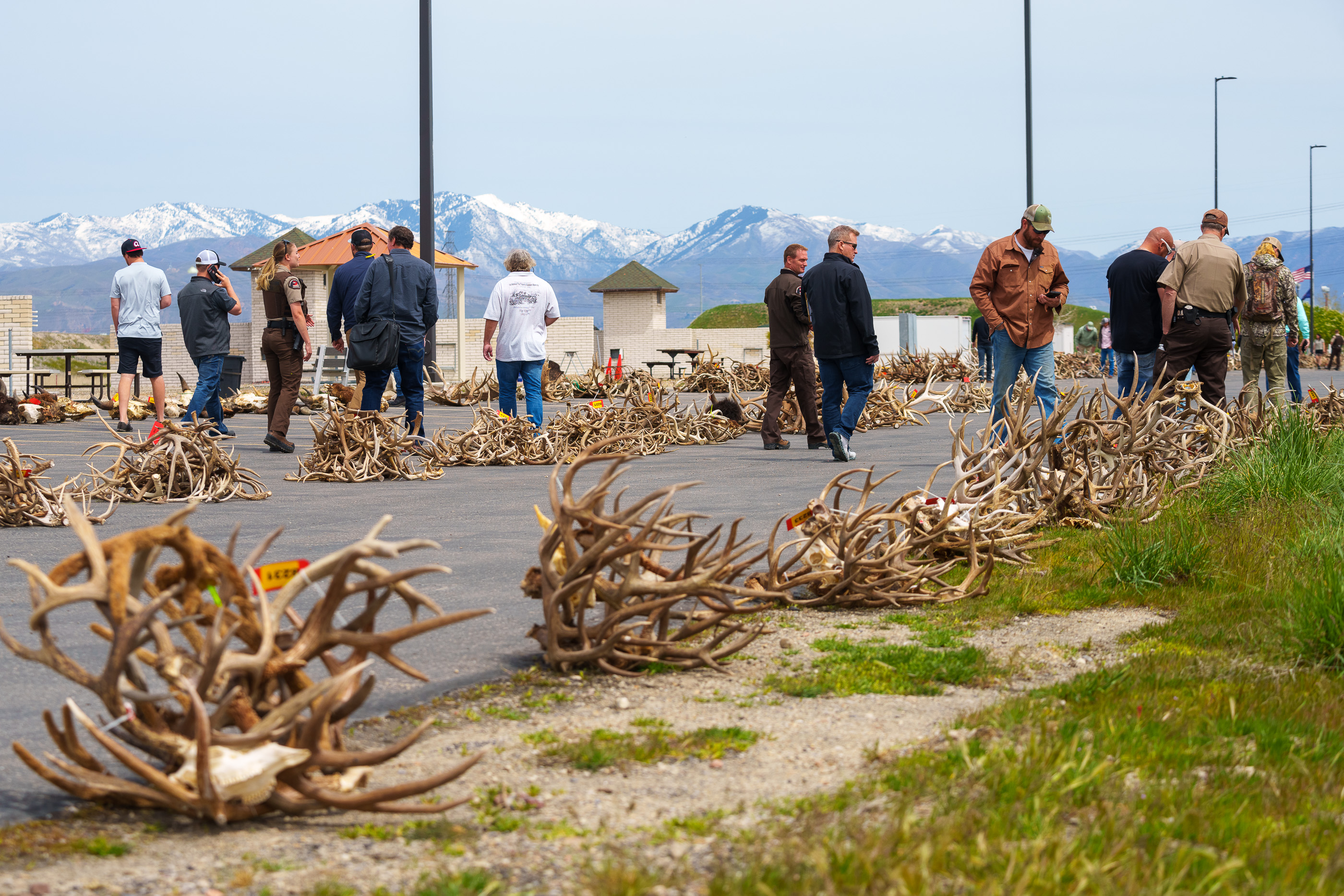 The market for Utah antlers is hot. Here's who's buying and why.