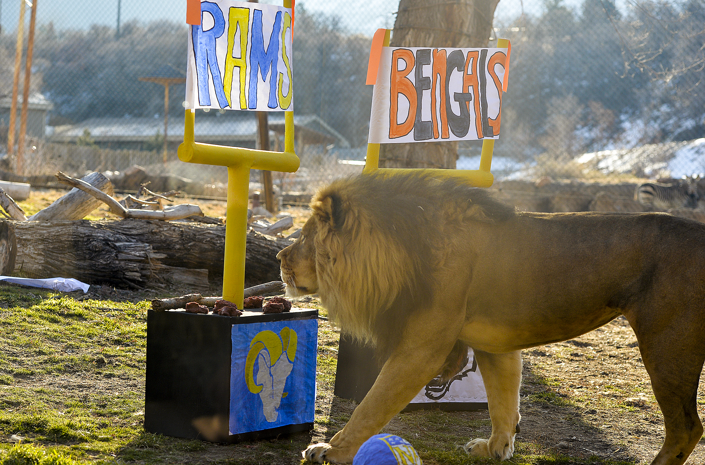 Hogle Zoo's Vulcan The Lion Predicts Super Bowl LVI Winner