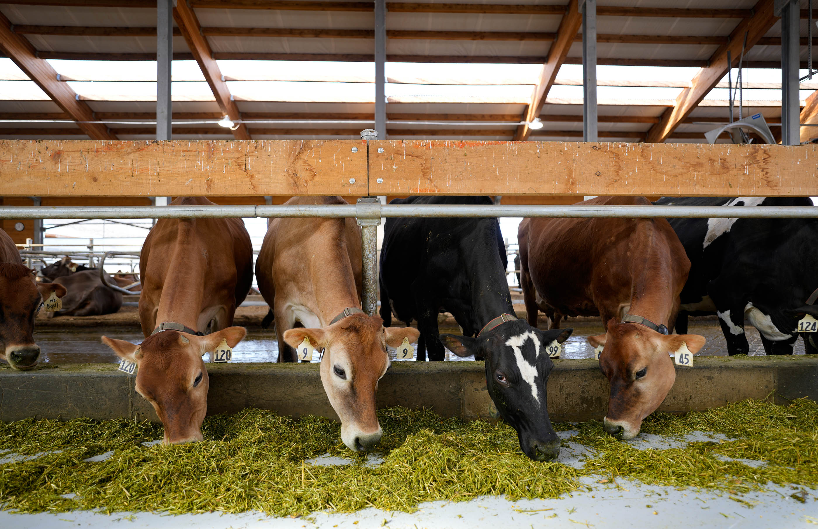sltrib.com - Why Ballerina Farm stopped selling raw milk last summer