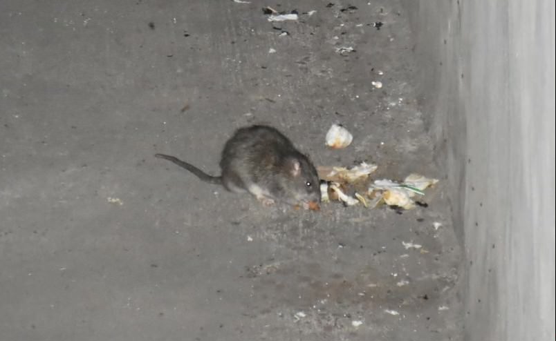 NYC S Rat Action Plan Intends To Mitigate Increased Rat Prevalence   IXABNINWS5DL5NI7GUVNZG5X6Q 