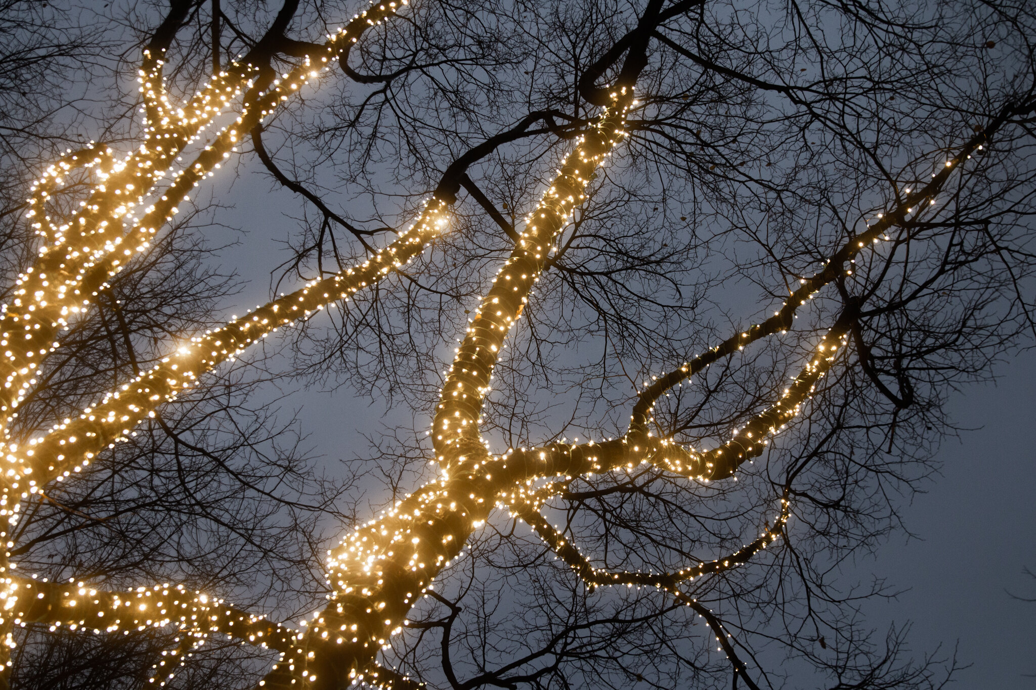 ‘A precarious position’: Inside Tree Lighting