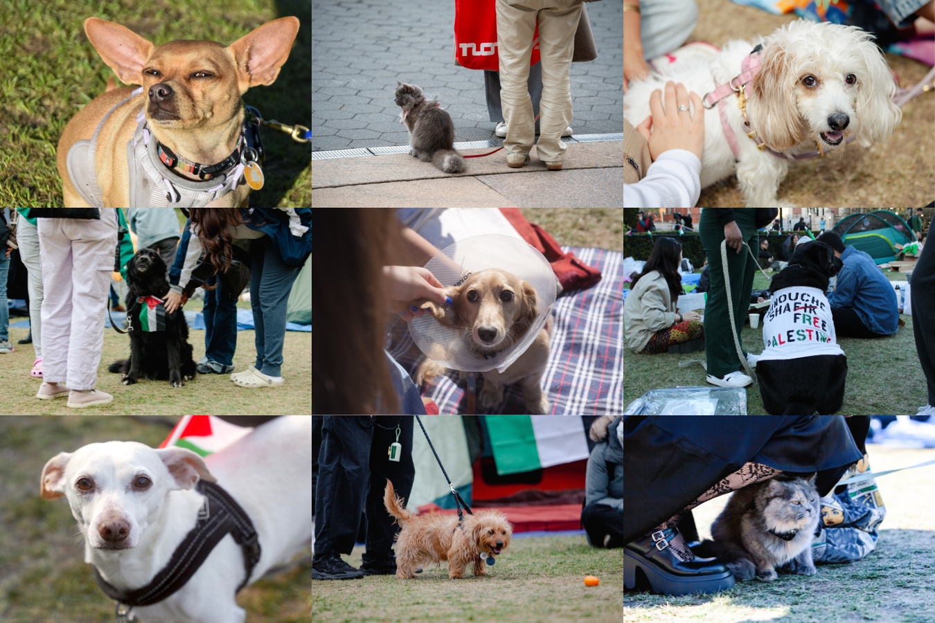 In Focus: Pets at the ‘Gaza Solidarity Encampment’