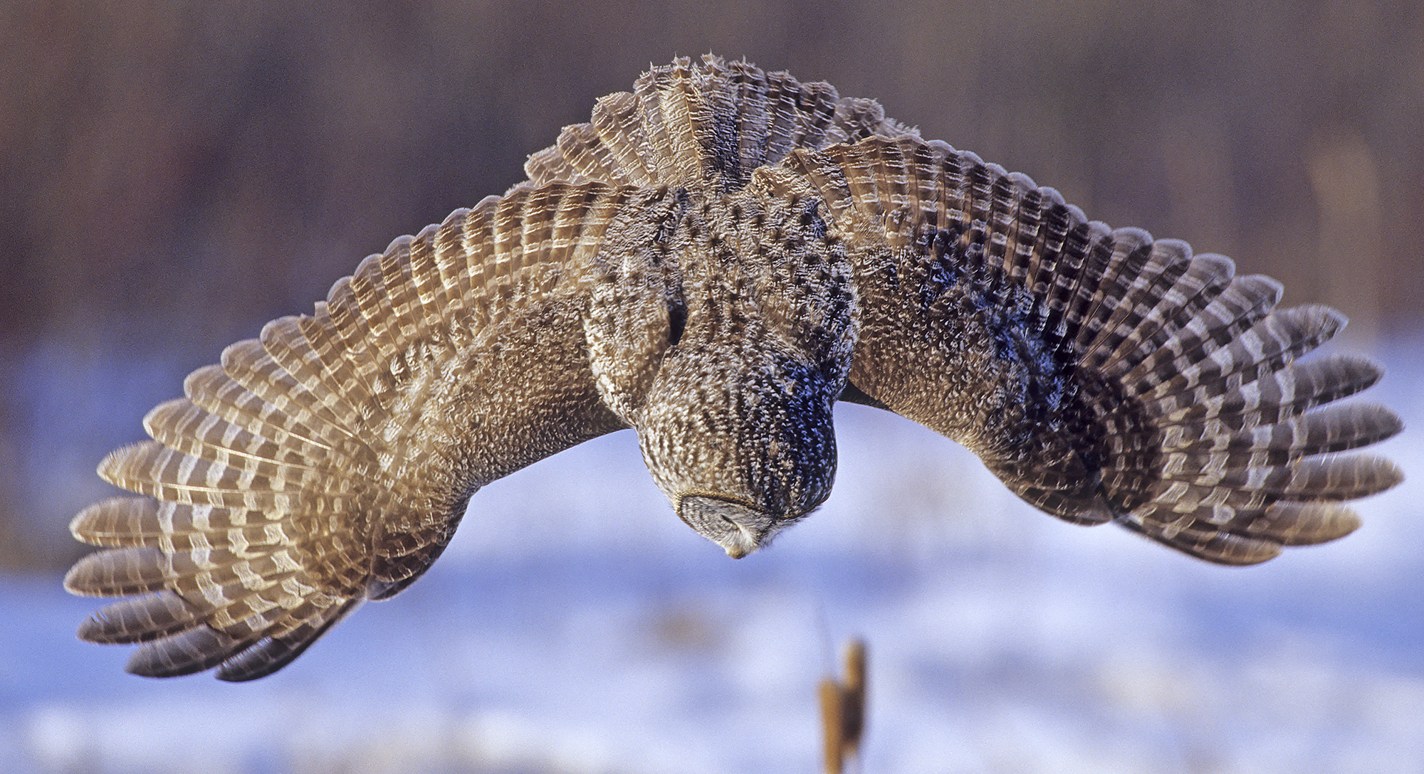 Surveying the owls of Minnesota
