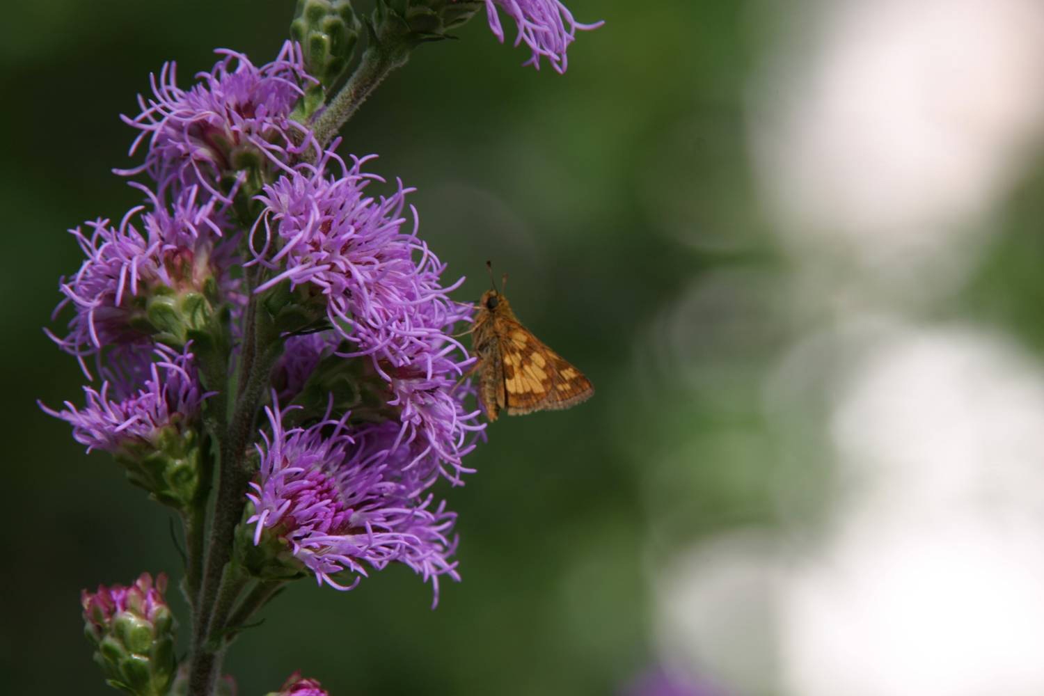 How to grow native plants without offending your neighbors