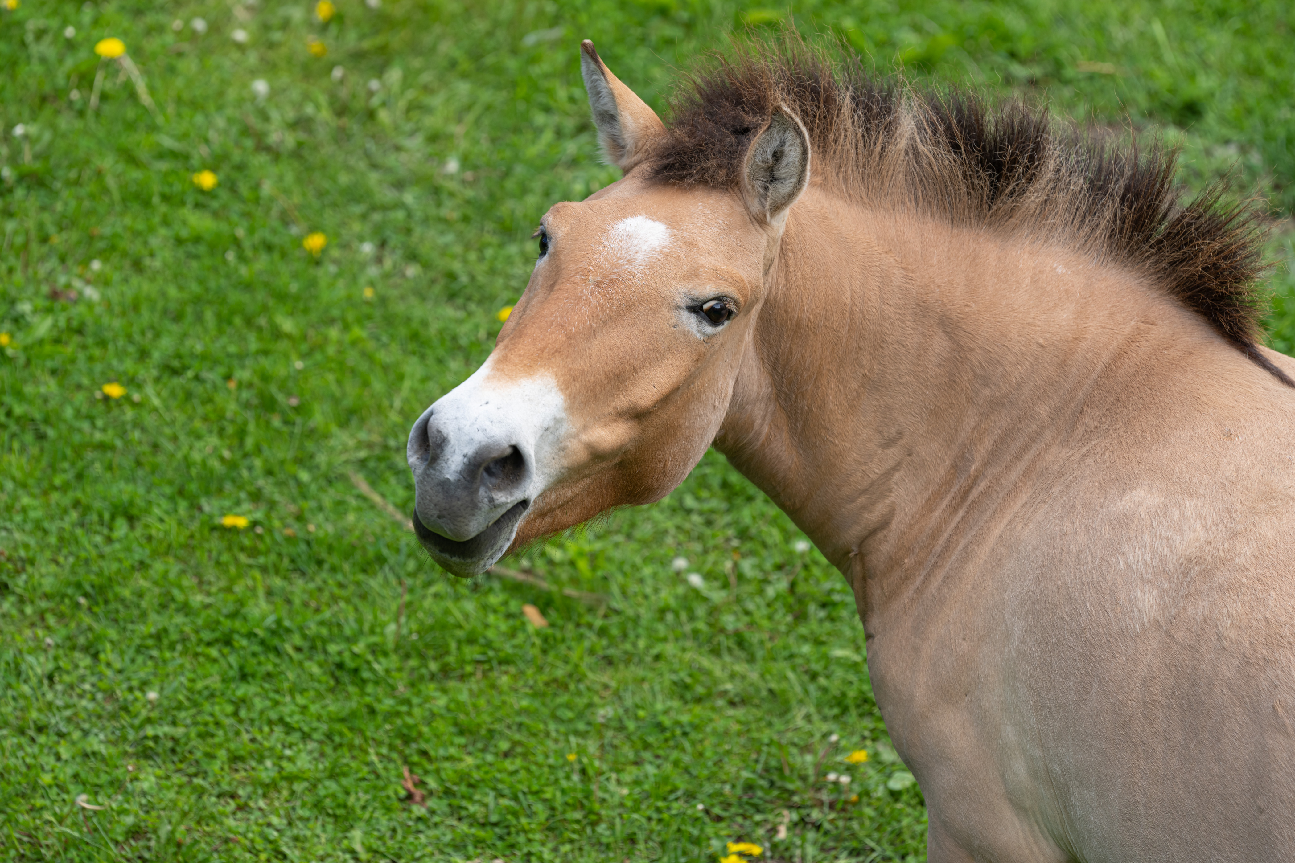 Ukraine war is keeping Asian wild horses from leaving Minnesota
