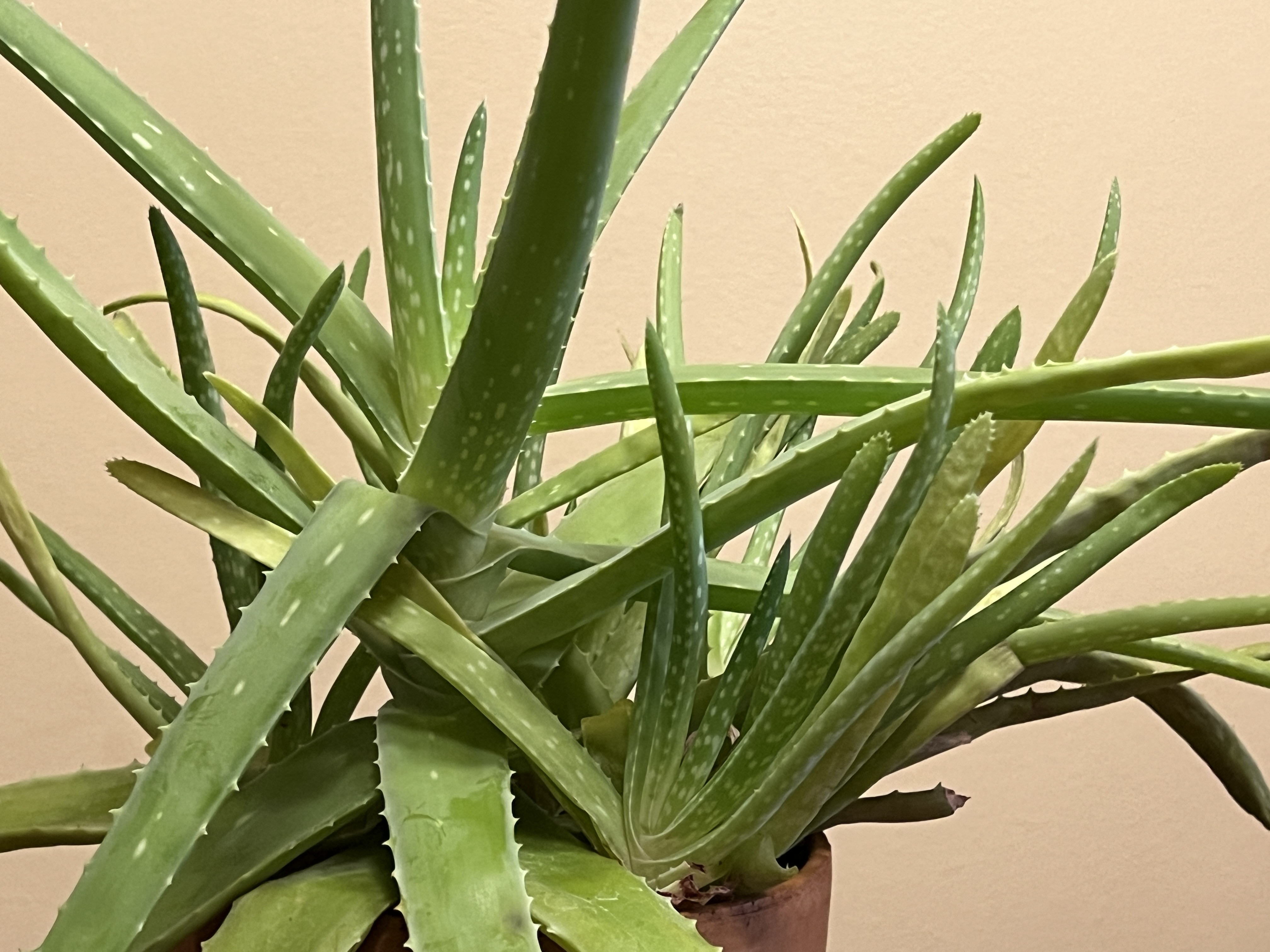 How to grow easy-care aloe vera, nature's burn ointment