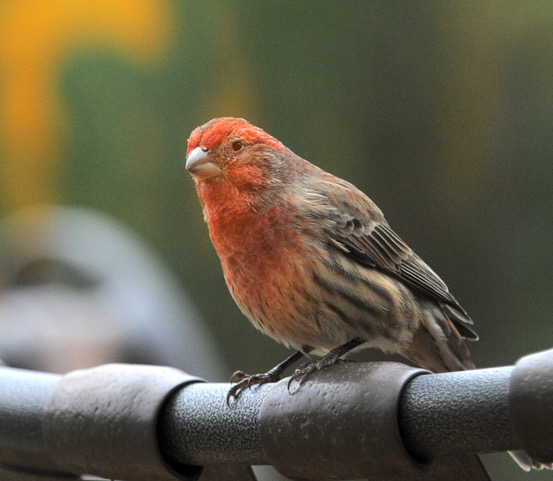 House finches are well adapted for urban living