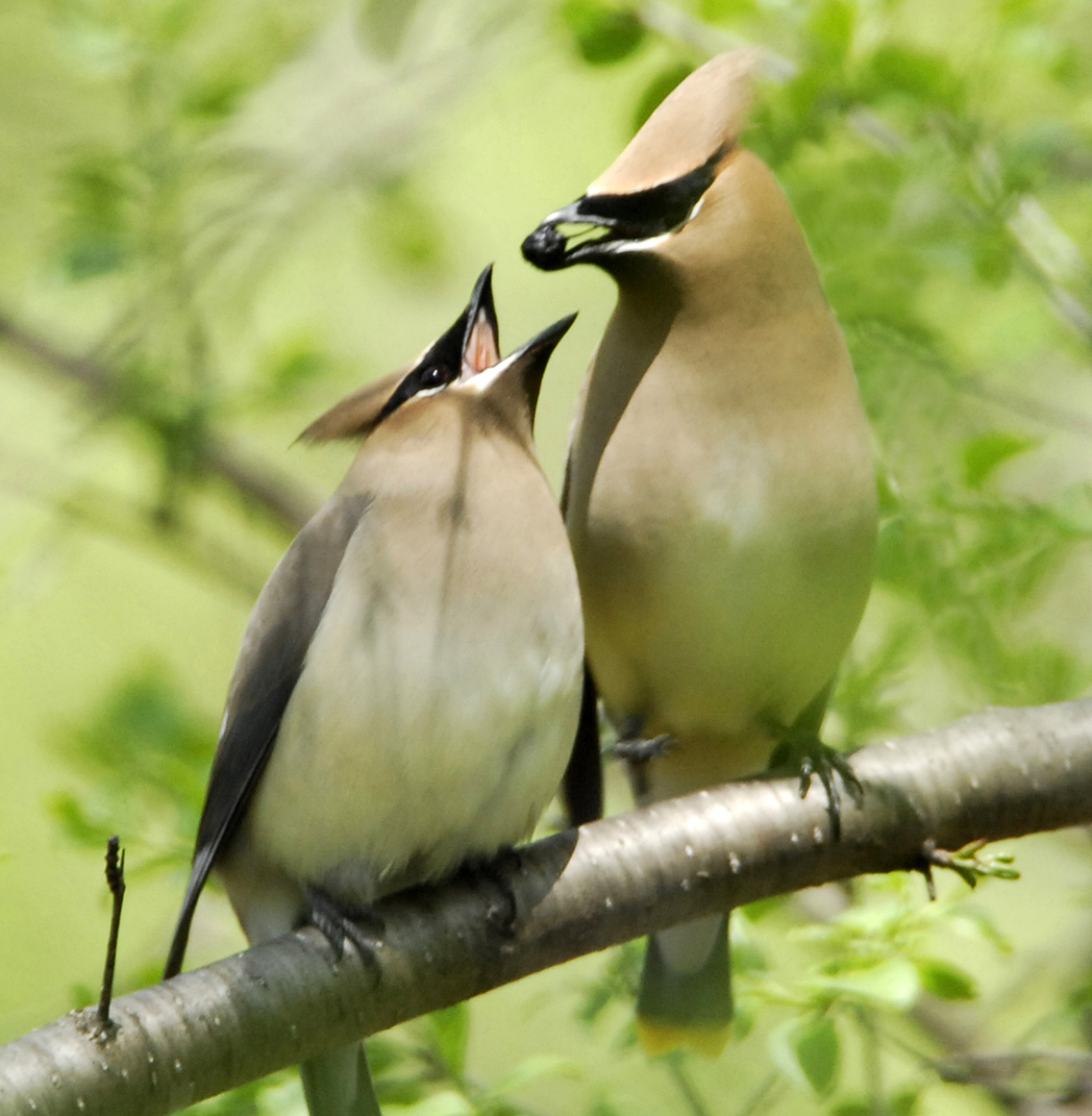 Buckthorn and other invasive species make bad bird habitat