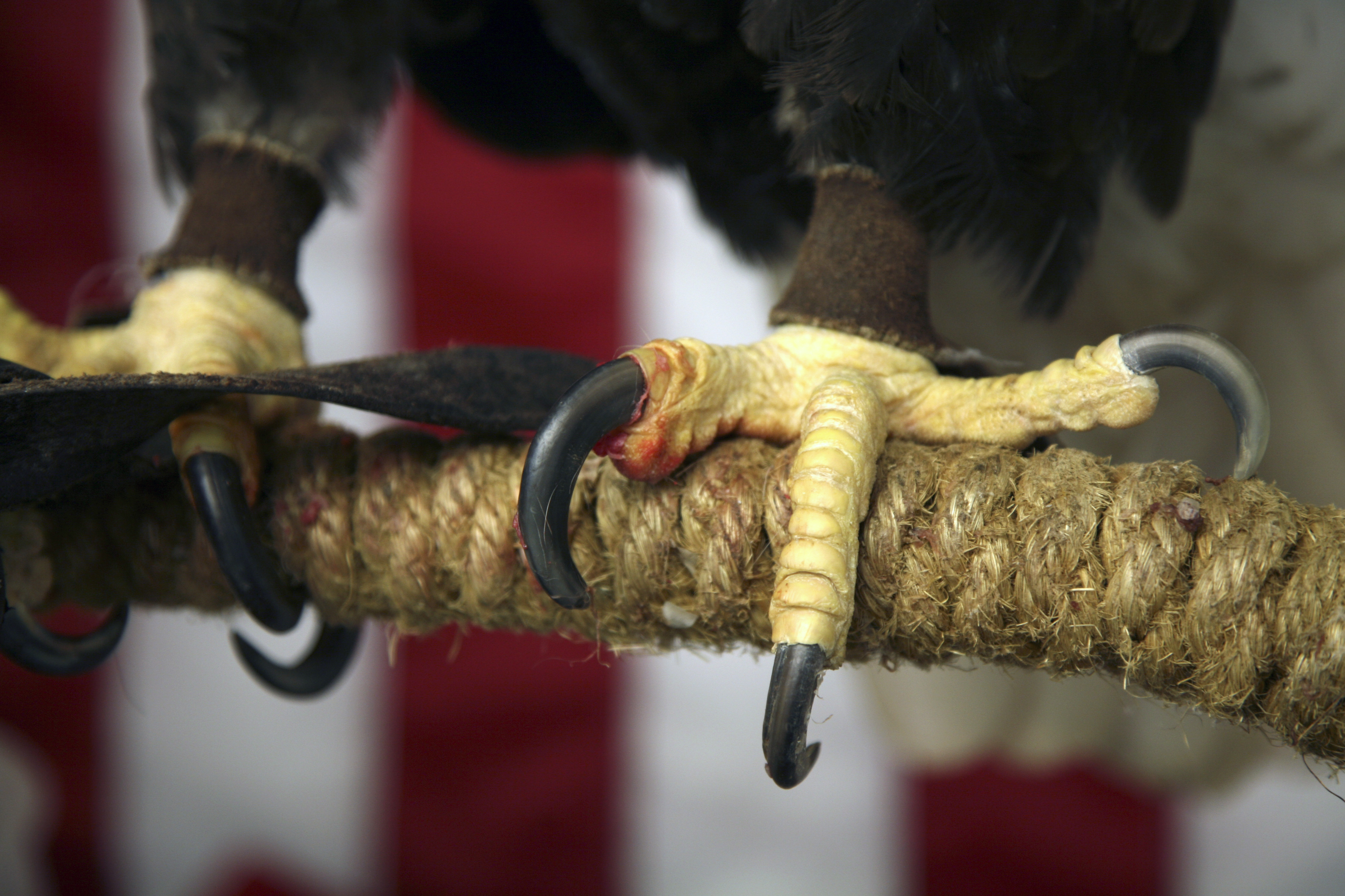 Harpy Eagle Talons Psi