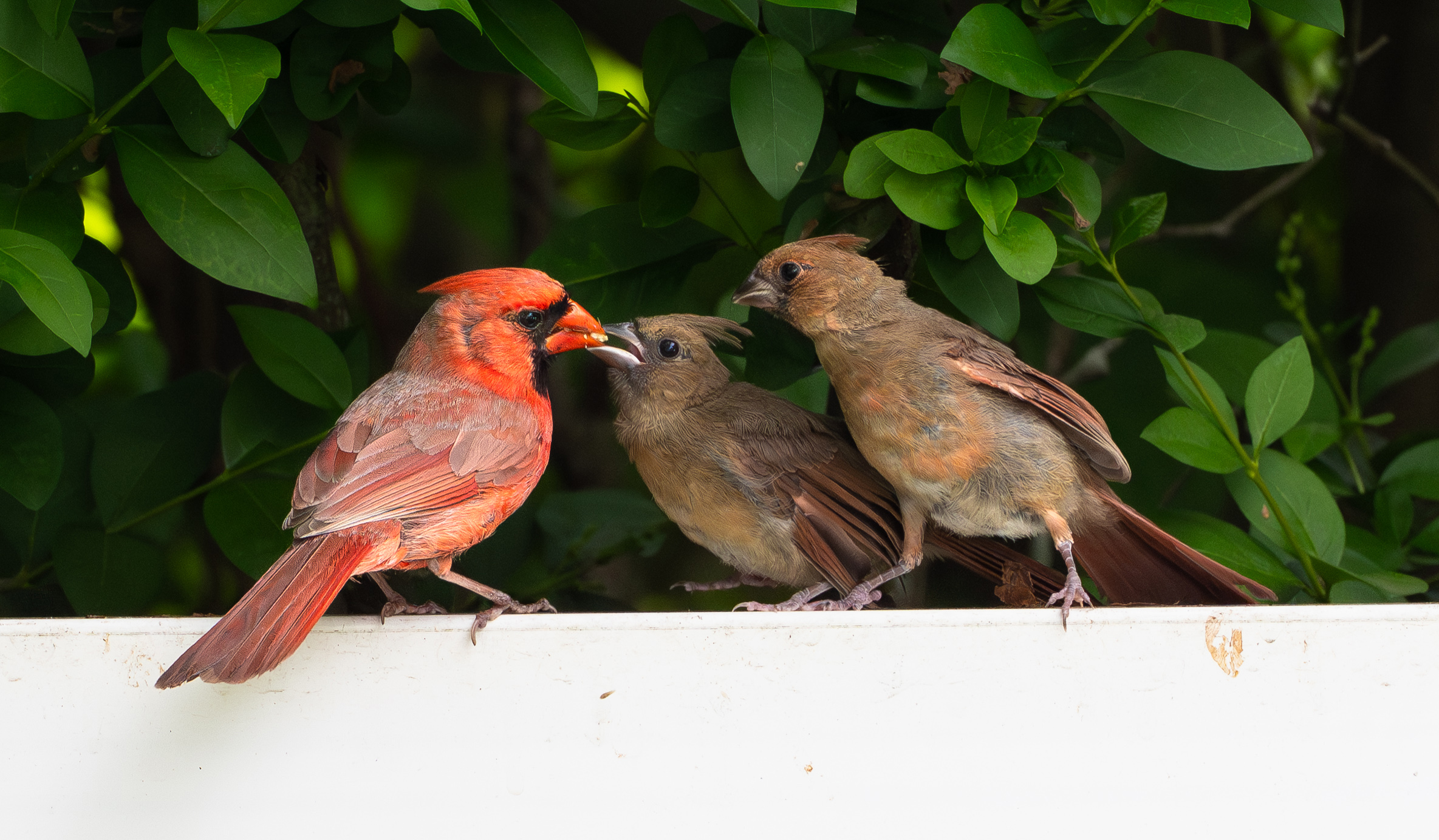 What Is A Baby Cardinal Called