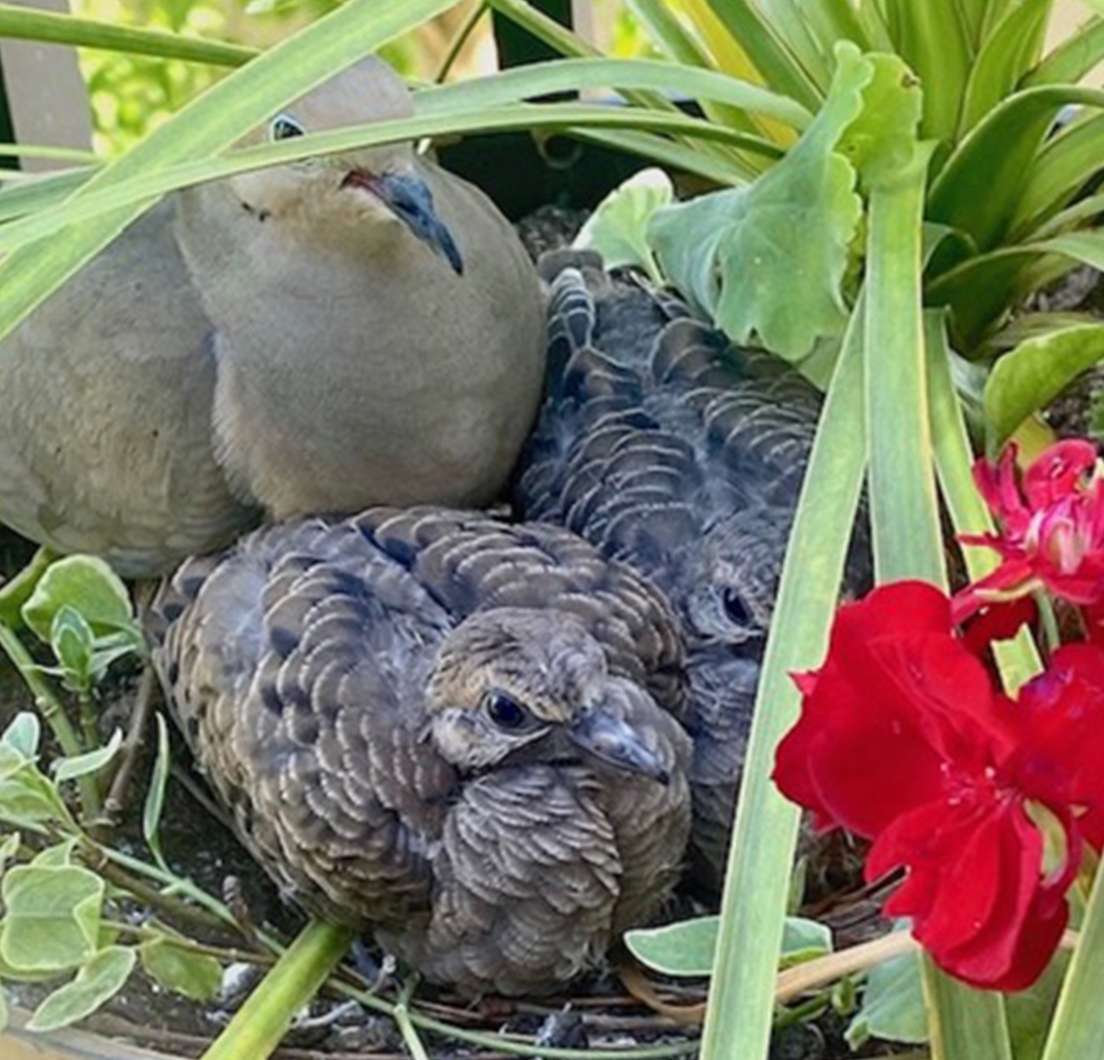 Just as you can learn to identify bird species, you can learn to