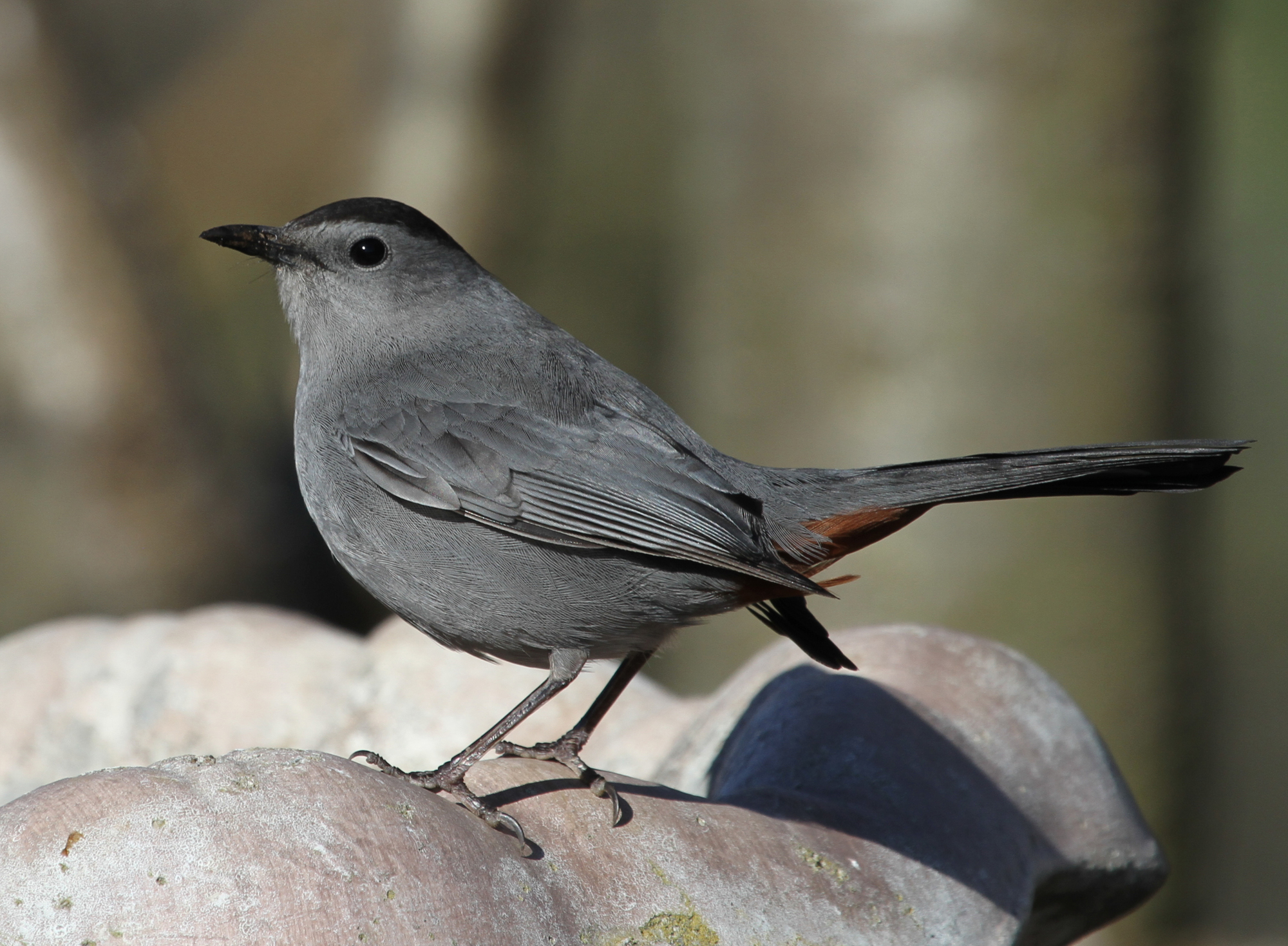 Early Bird Charcoal Gray チャコールbrunt EIT Bird Lore: Brewer's
