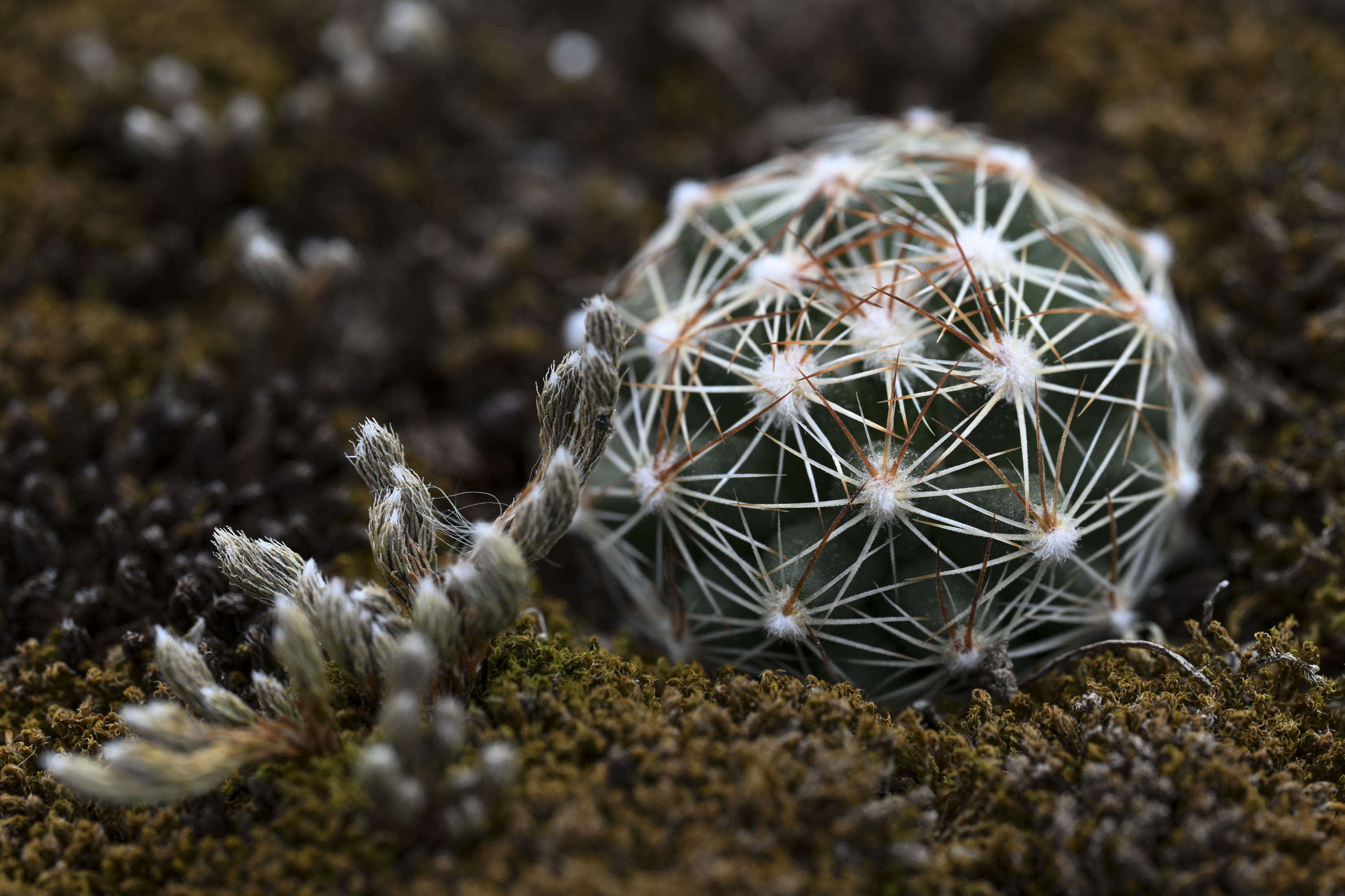 In a rocky corner of Minnesota, botanists race to save imperiled cactus